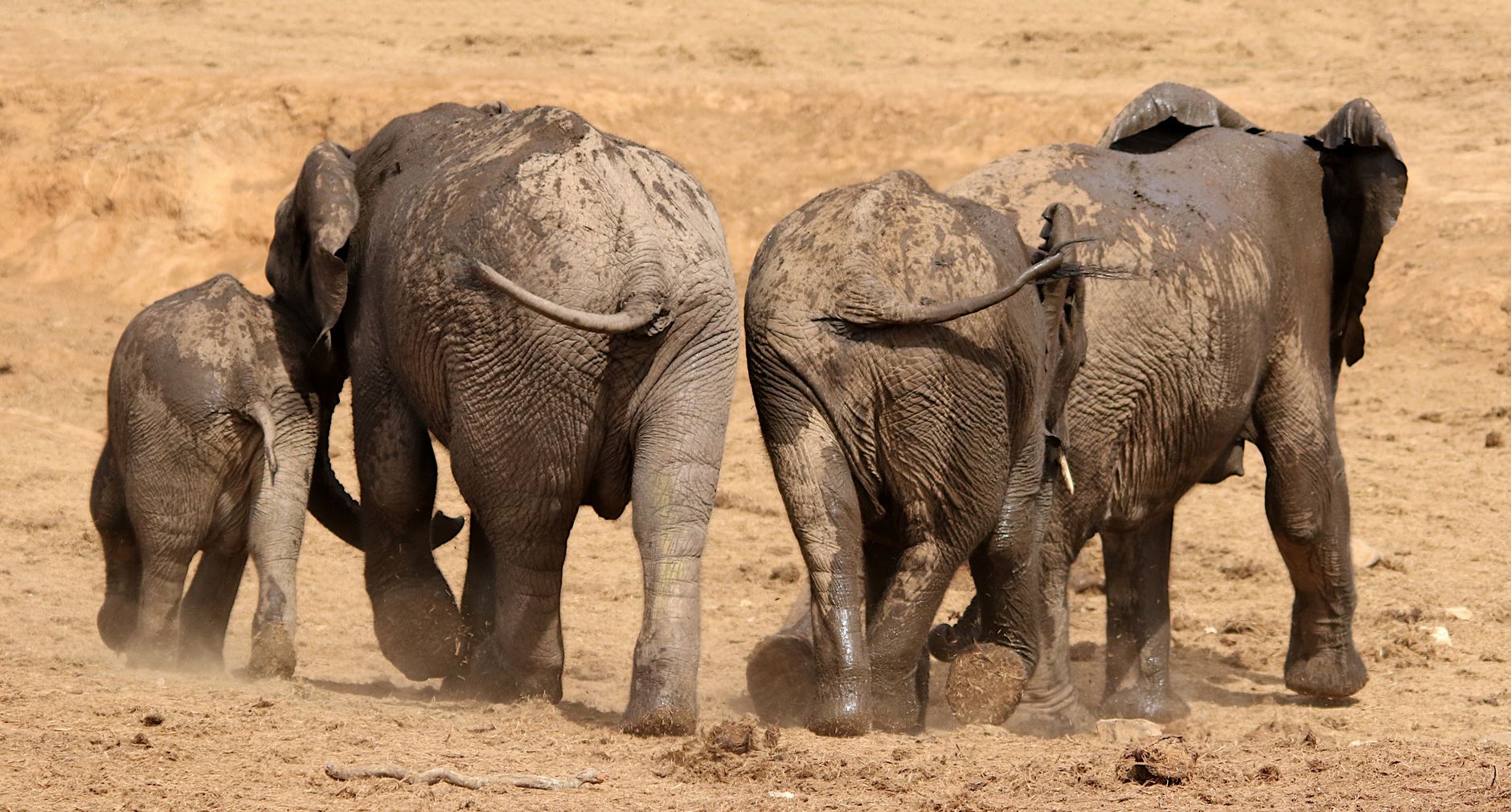 Addo Elephant National Park