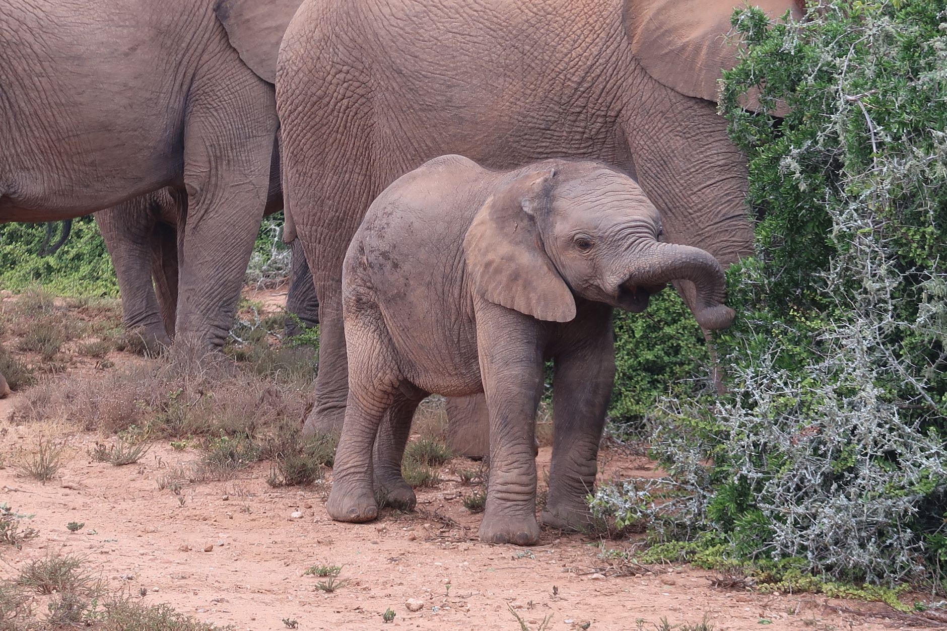Addo Elephant National Park