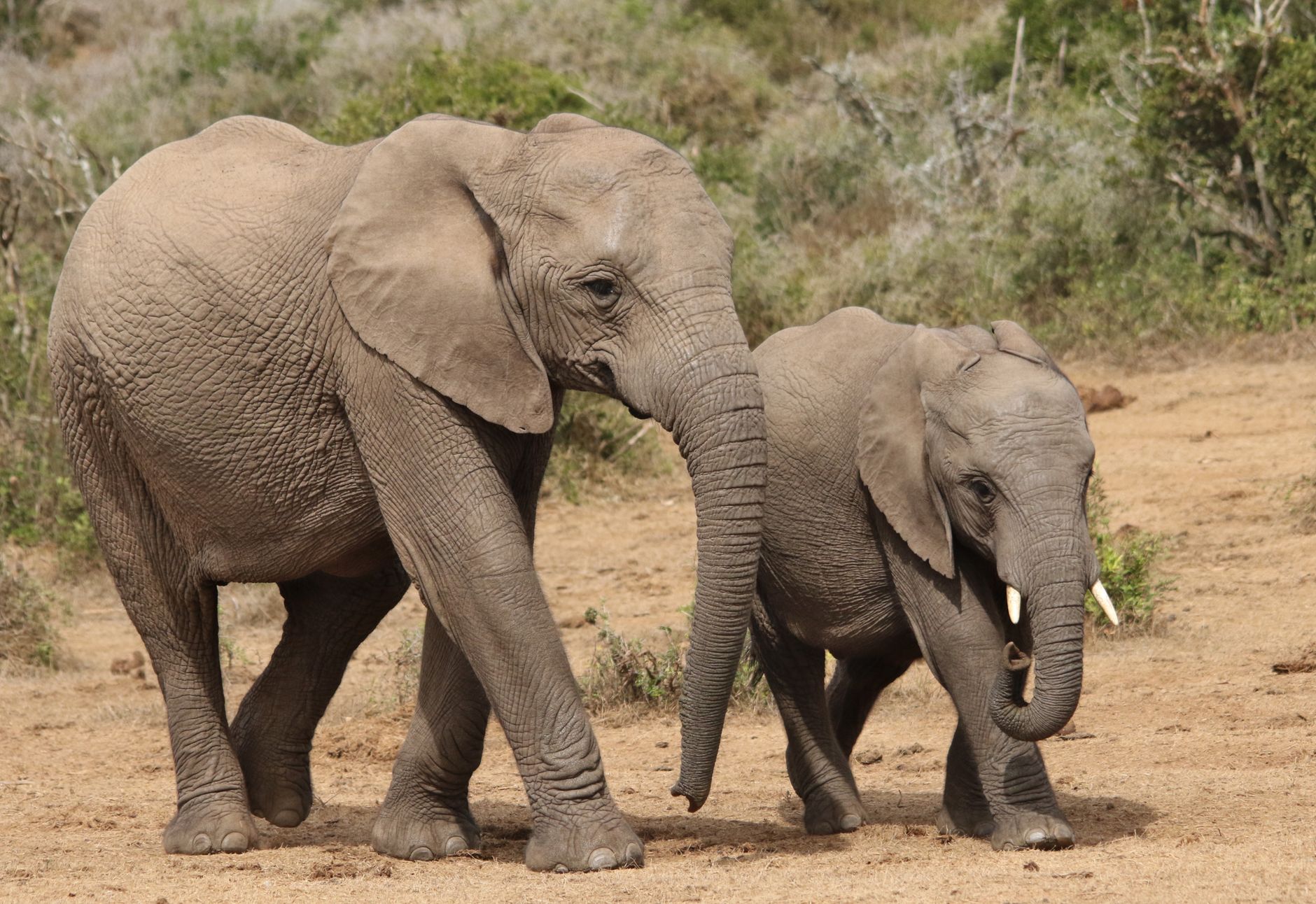 Addo Elephant National Park