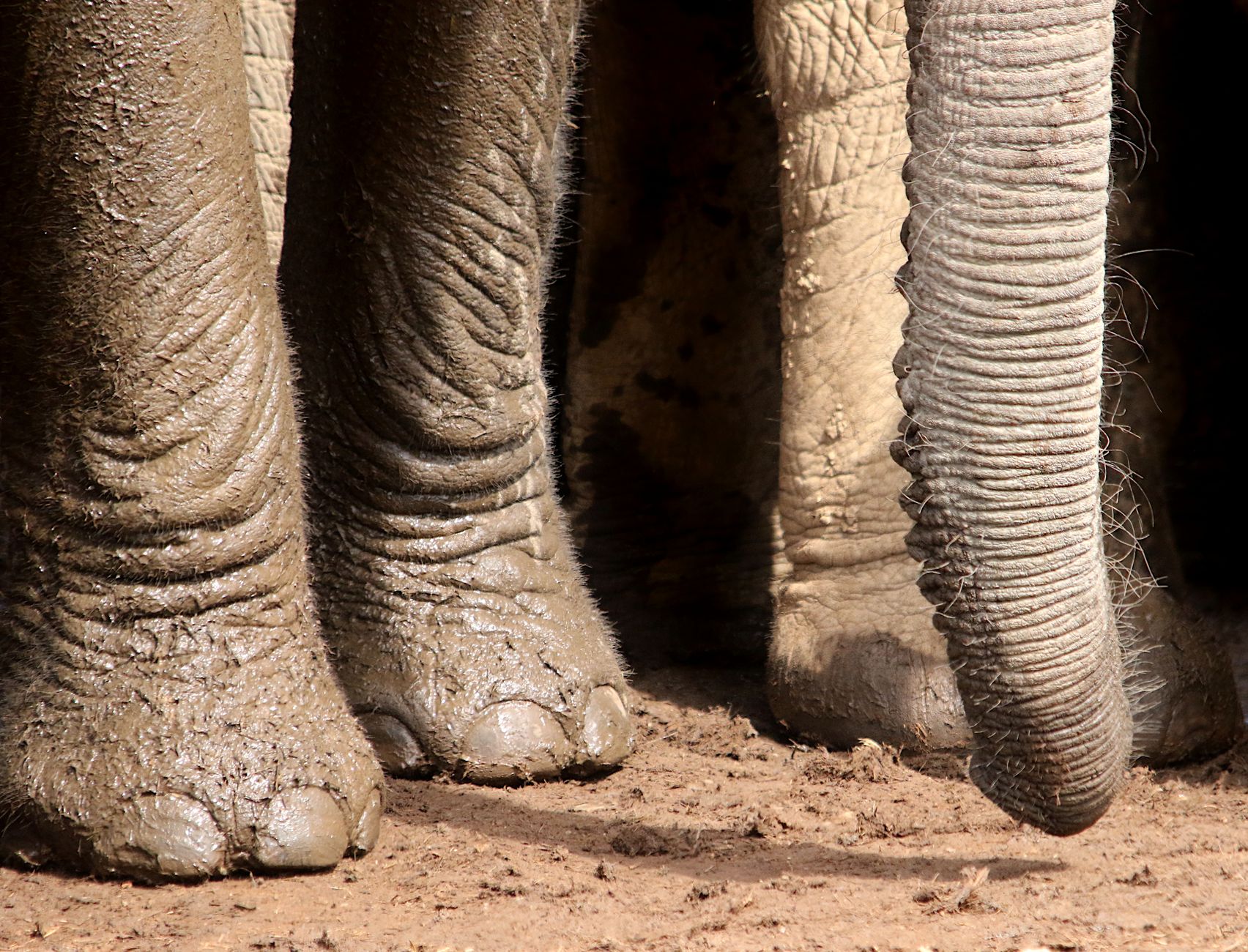 Addo Elephant National Park