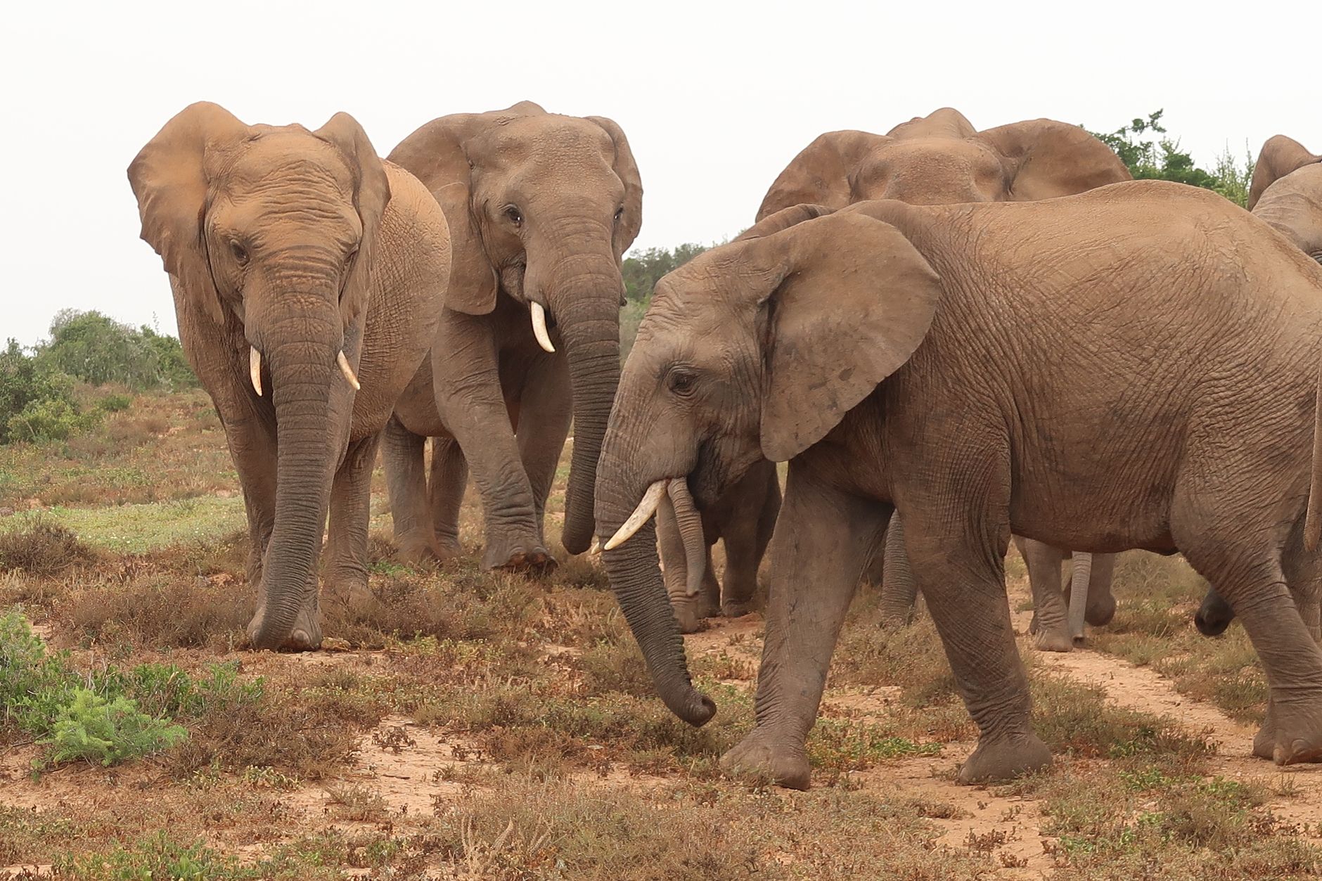 Addo Elephant National Park