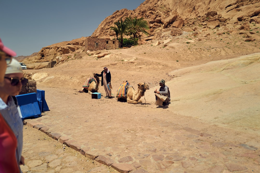 Al-Ahsa Oasis