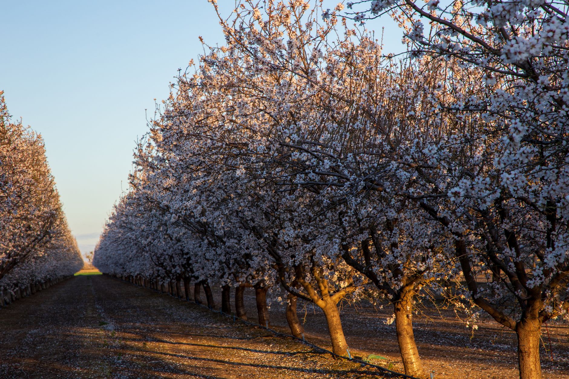 Almond Grove