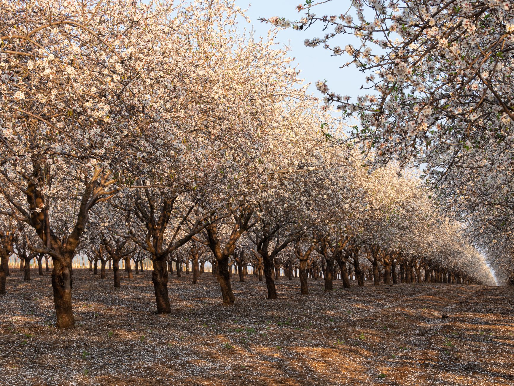 Almond Grove