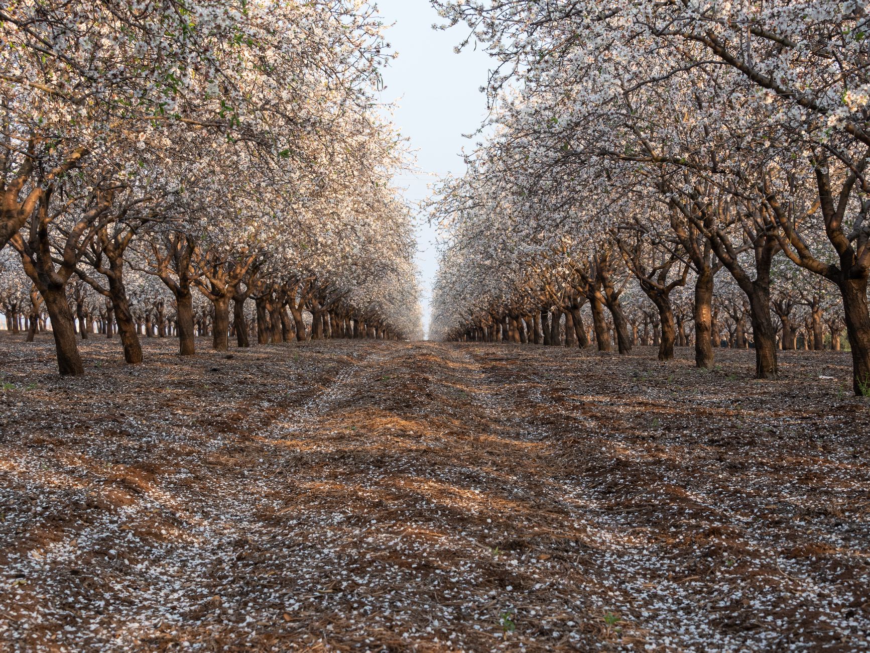 Almond Grove