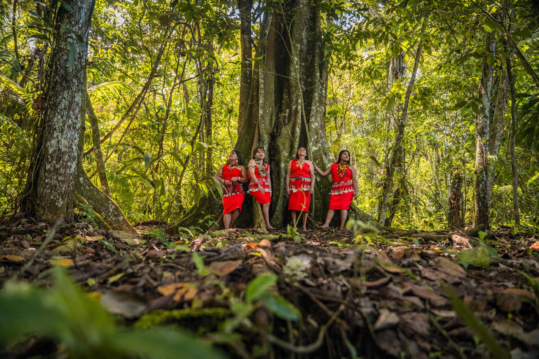Amazon Rainforest