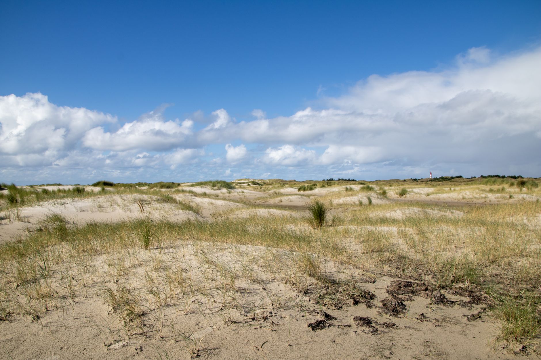 Amrum