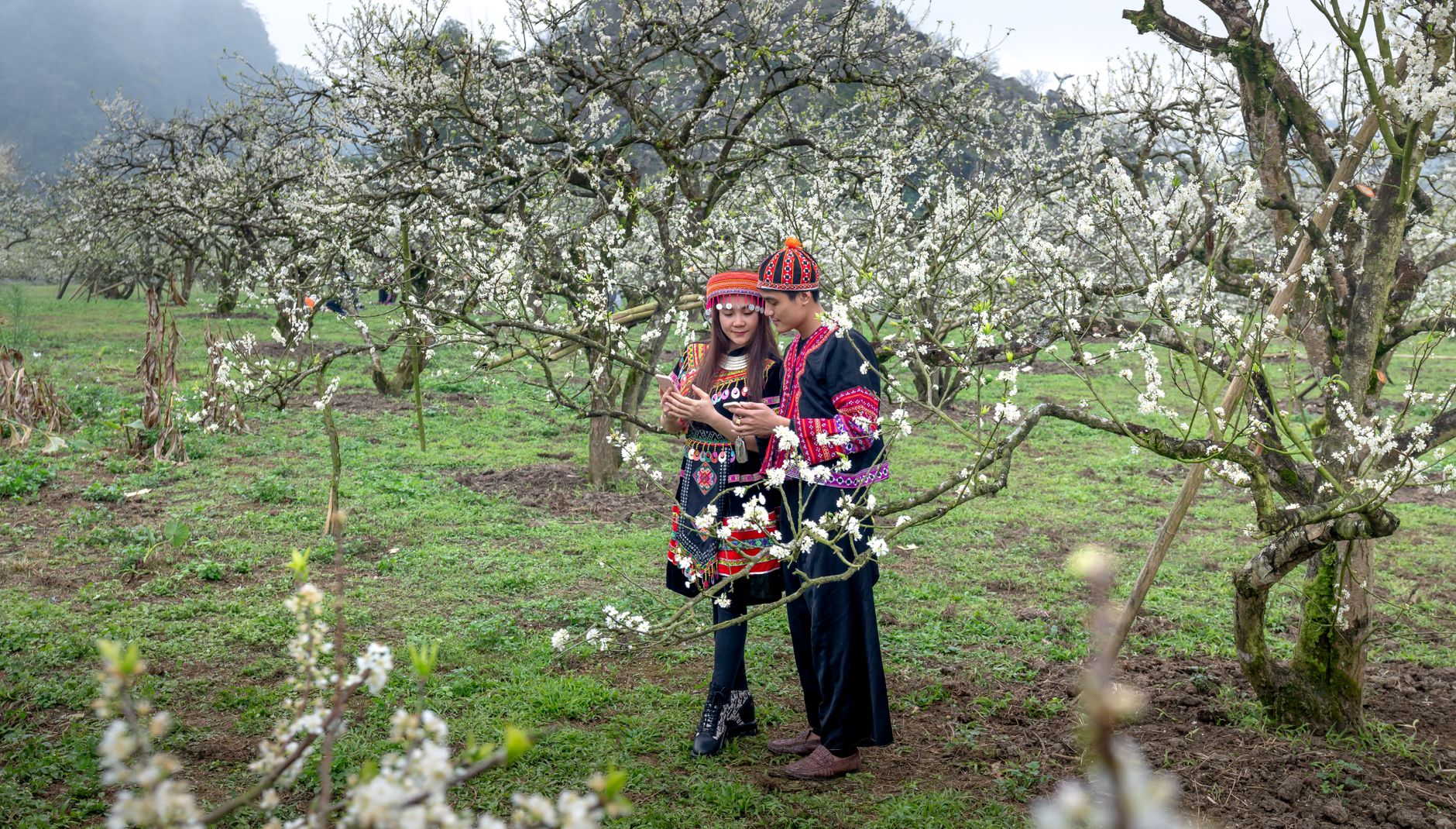 Apricot Orchard
