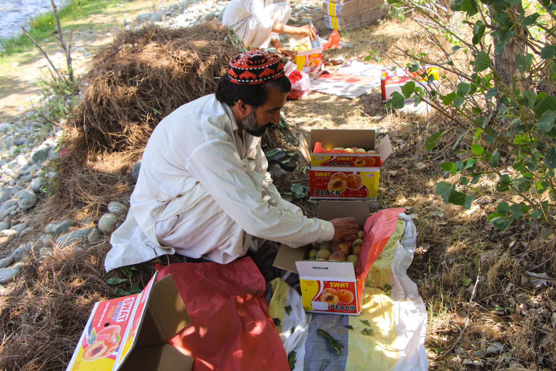 Apricot Orchard