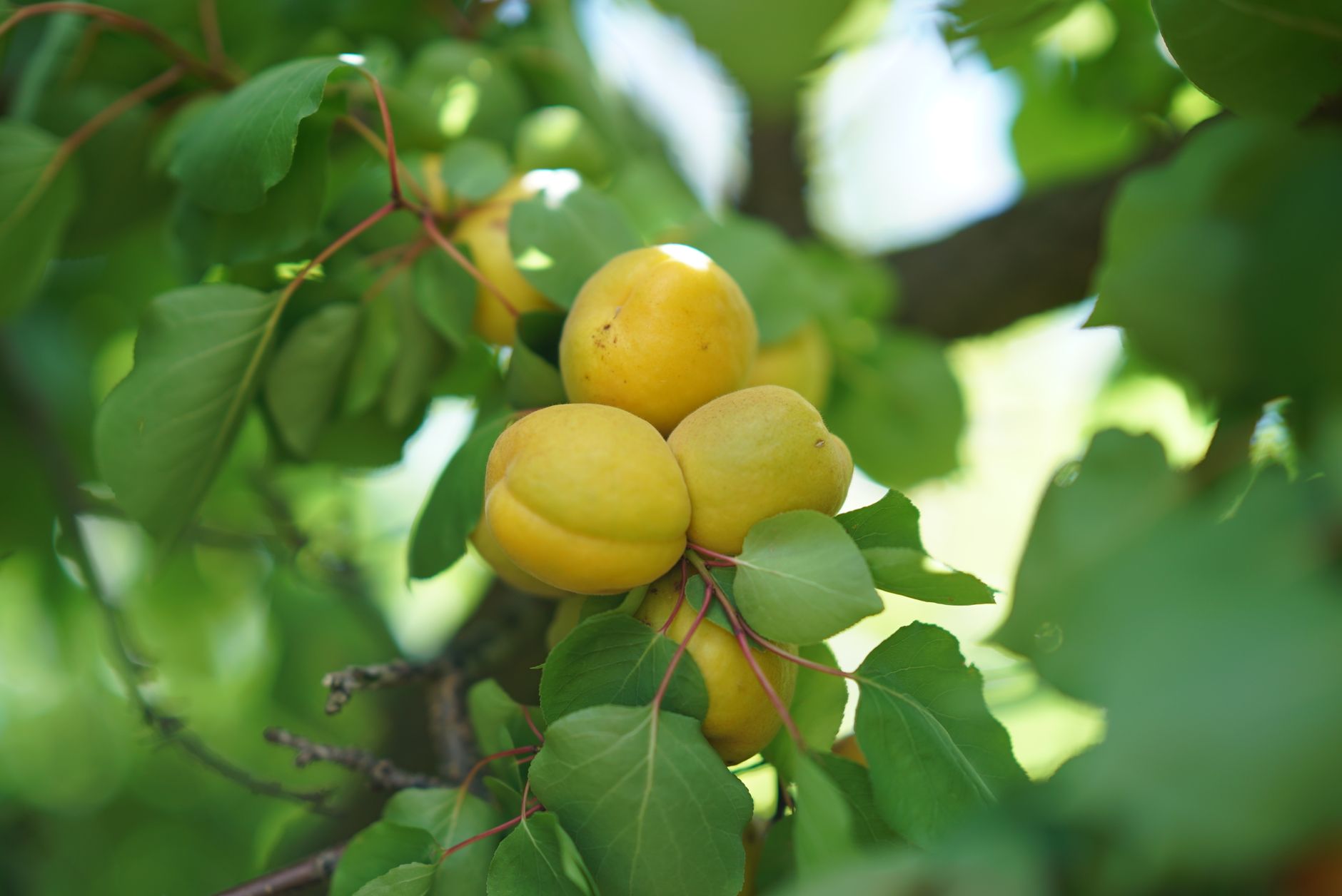 Apricot Orchard