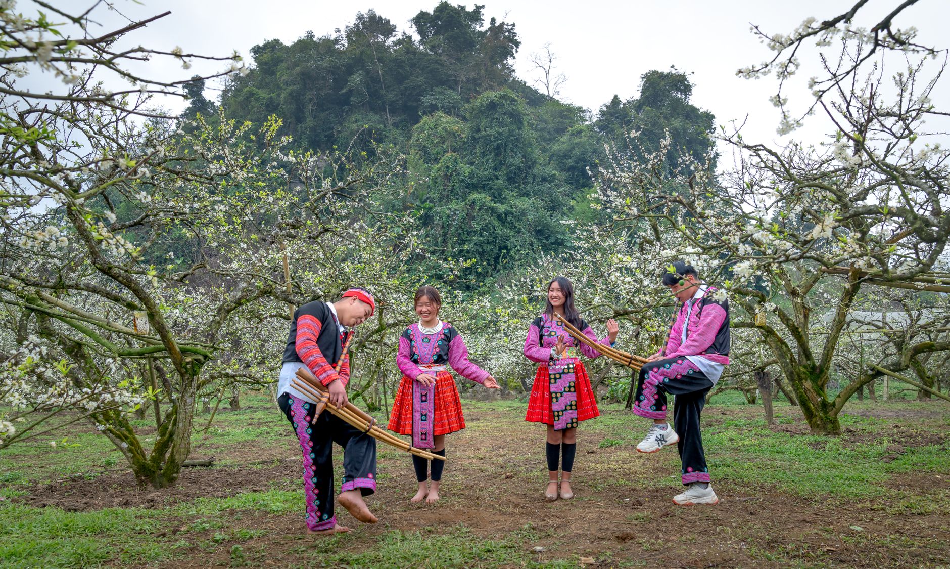 Apricot Orchard