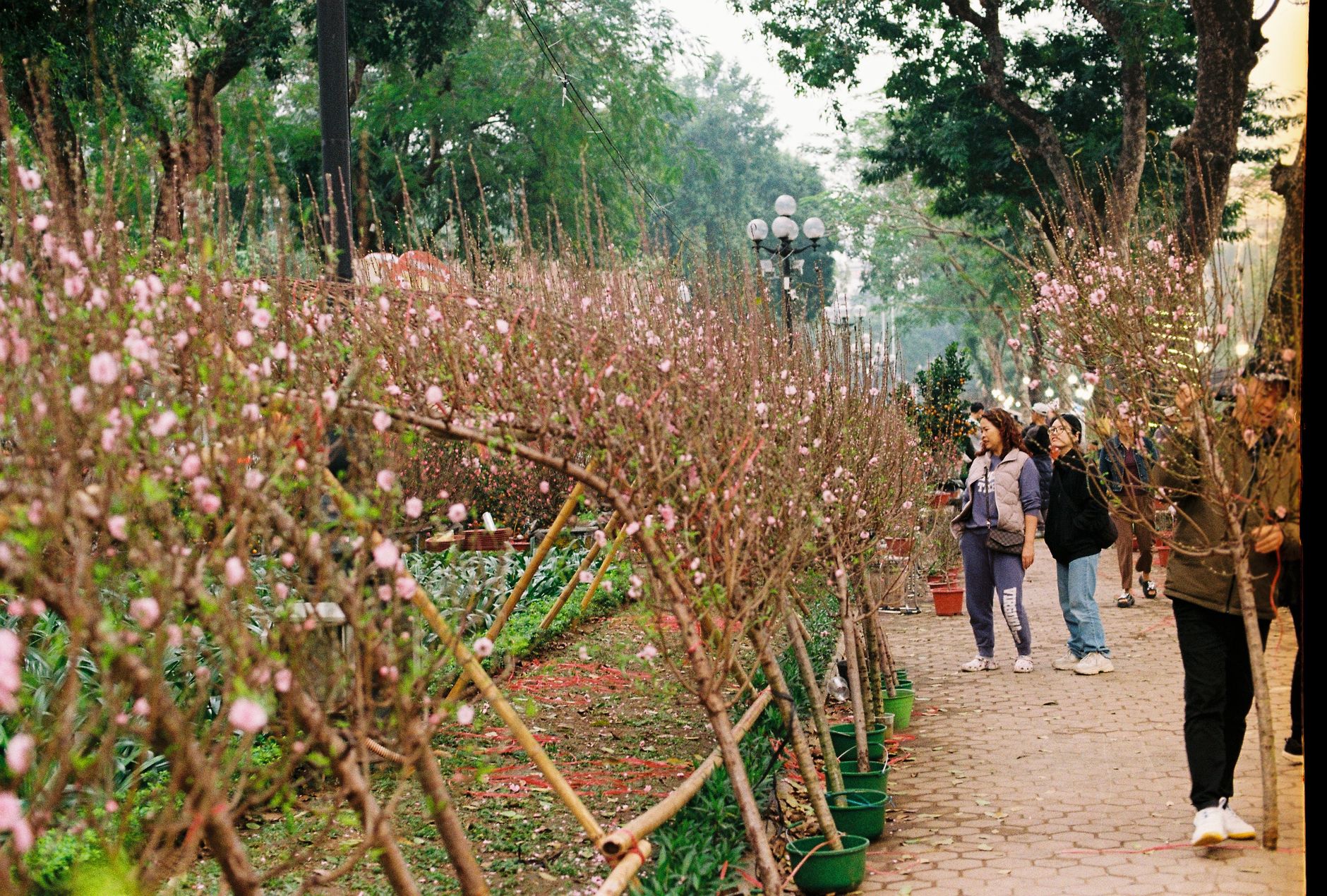 Apricot Orchard