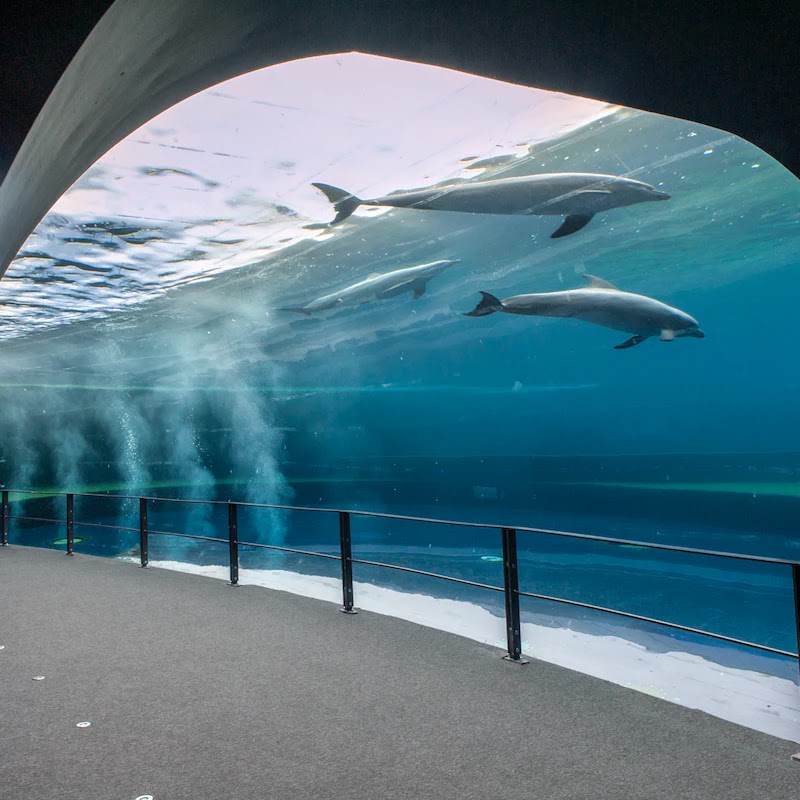 Aquarium of Genoa