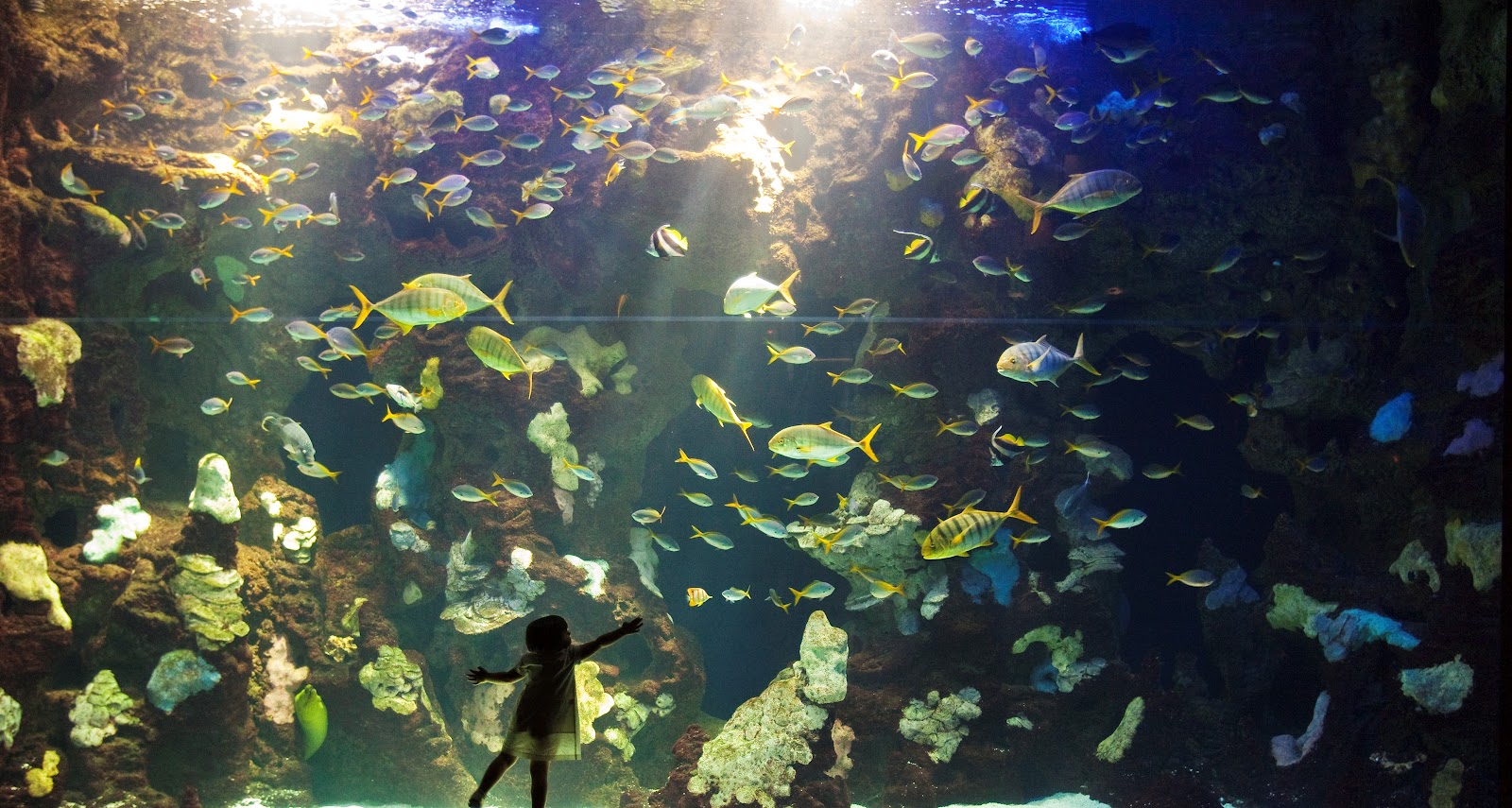 Aquarium of San Sebastián