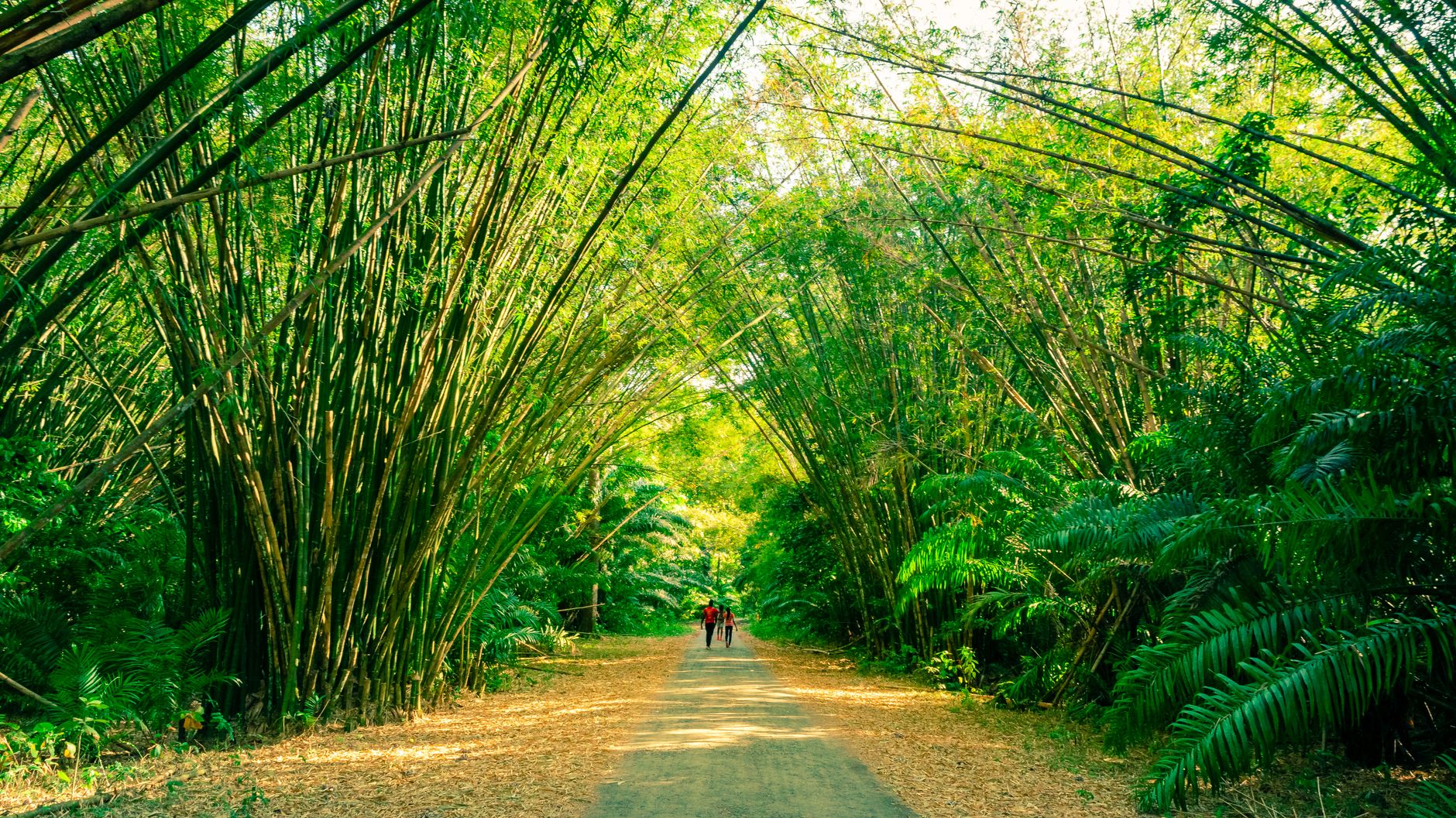 Bamboo Grove