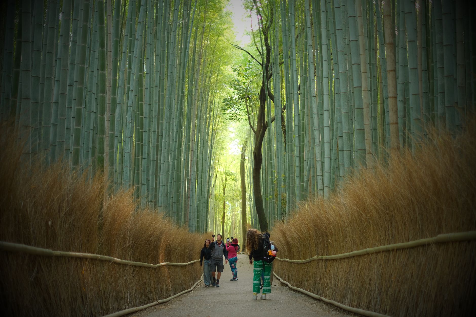 Bamboo Grove