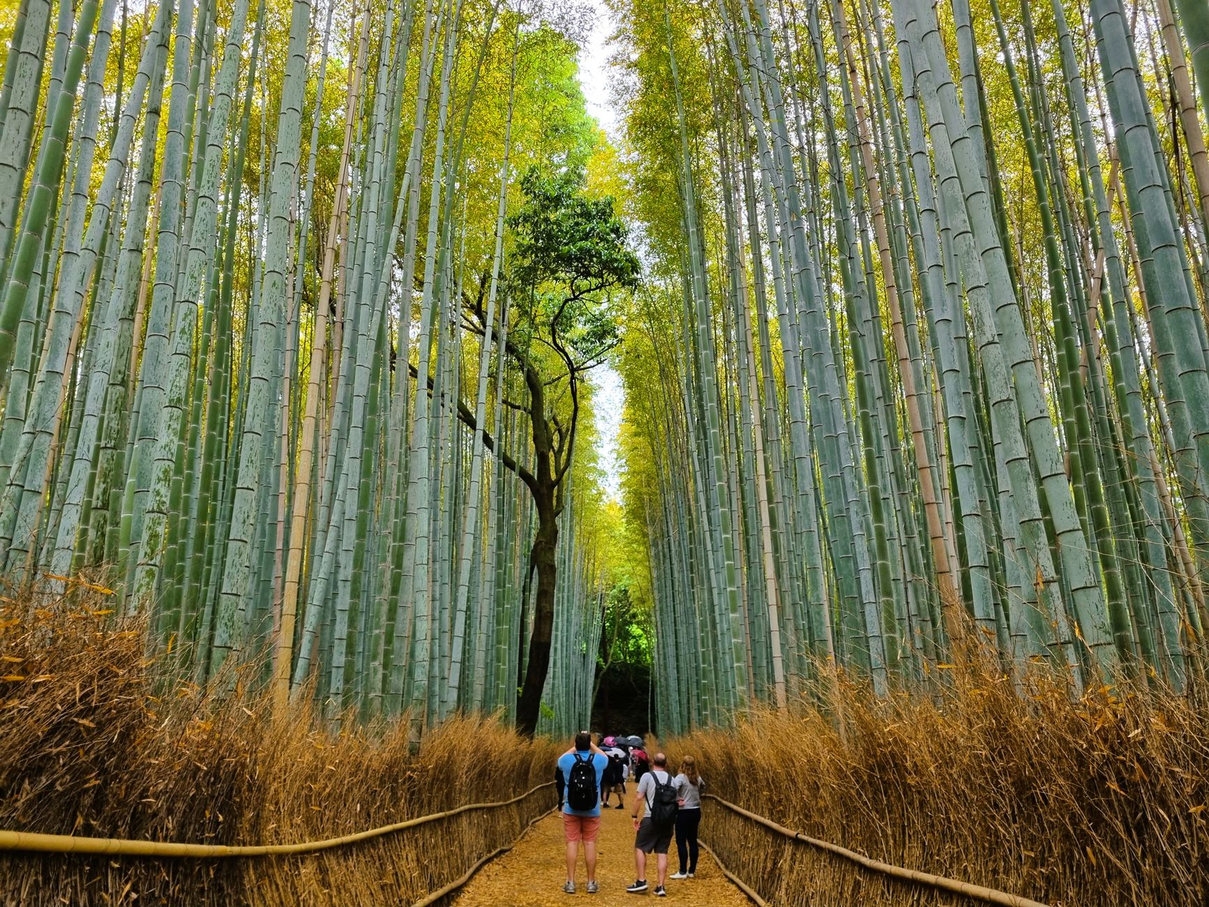 Bamboo Grove