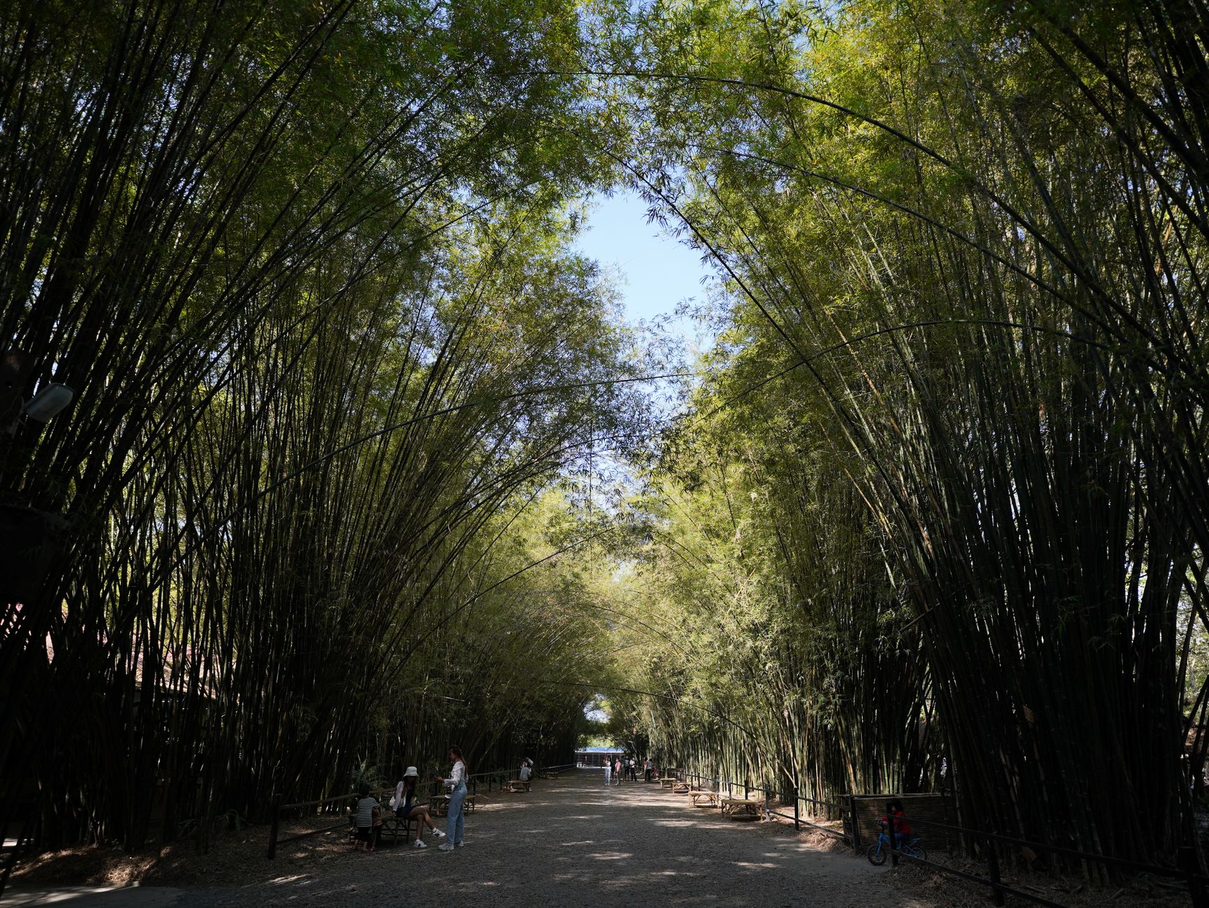 Bamboo Grove