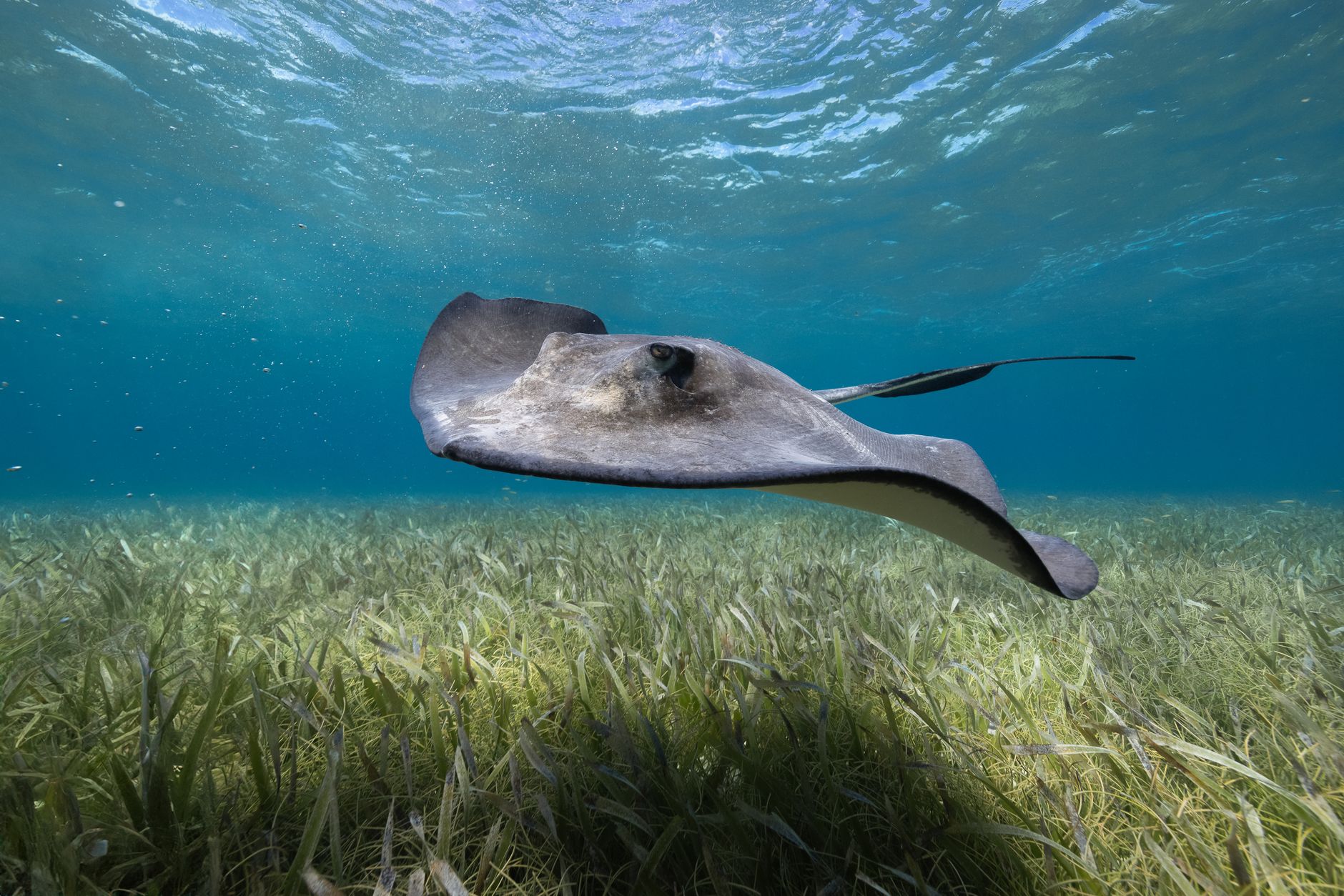 Belize Barrier Reef