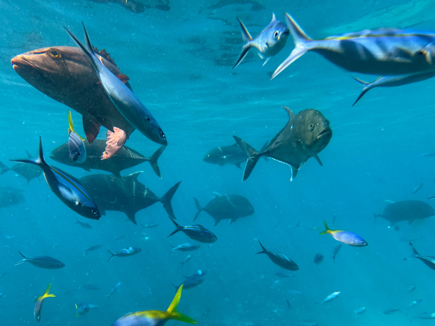 Belize Barrier Reef