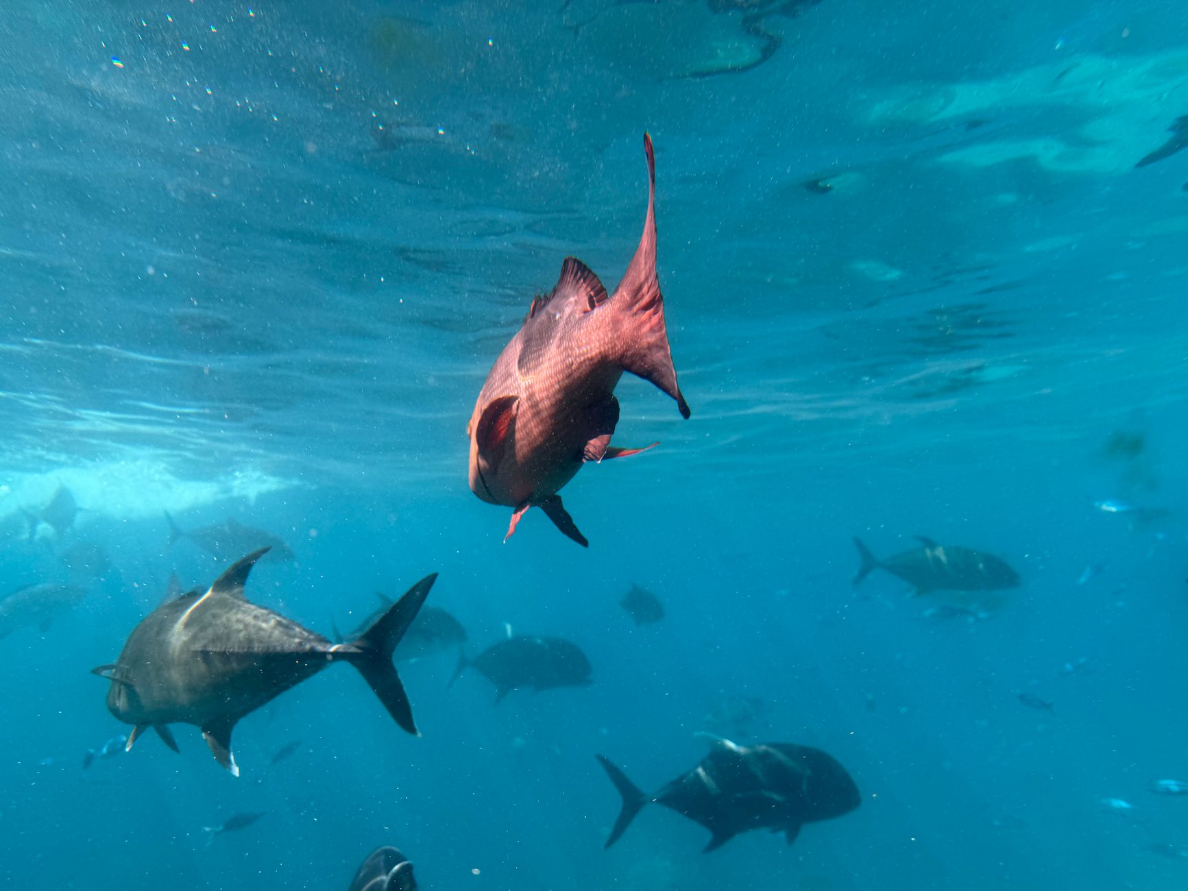 Belize Barrier Reef