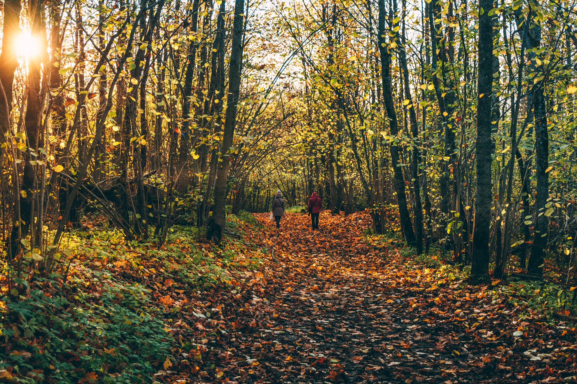 Białowieża Forest