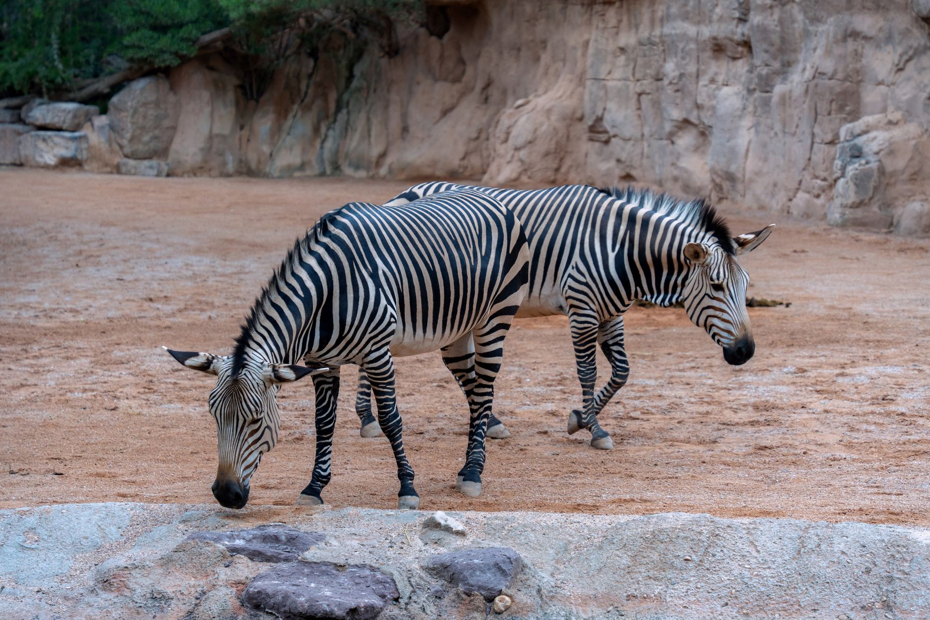 Bioparc Fuengirola