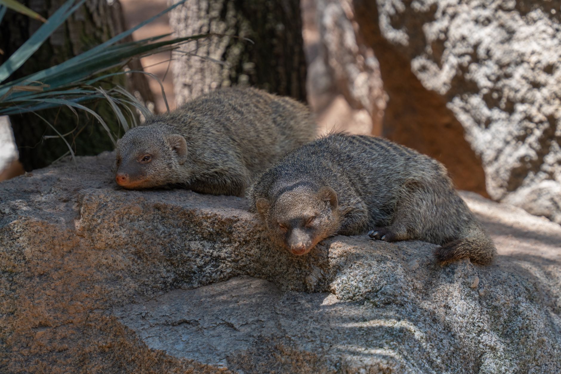Bioparc Valencia