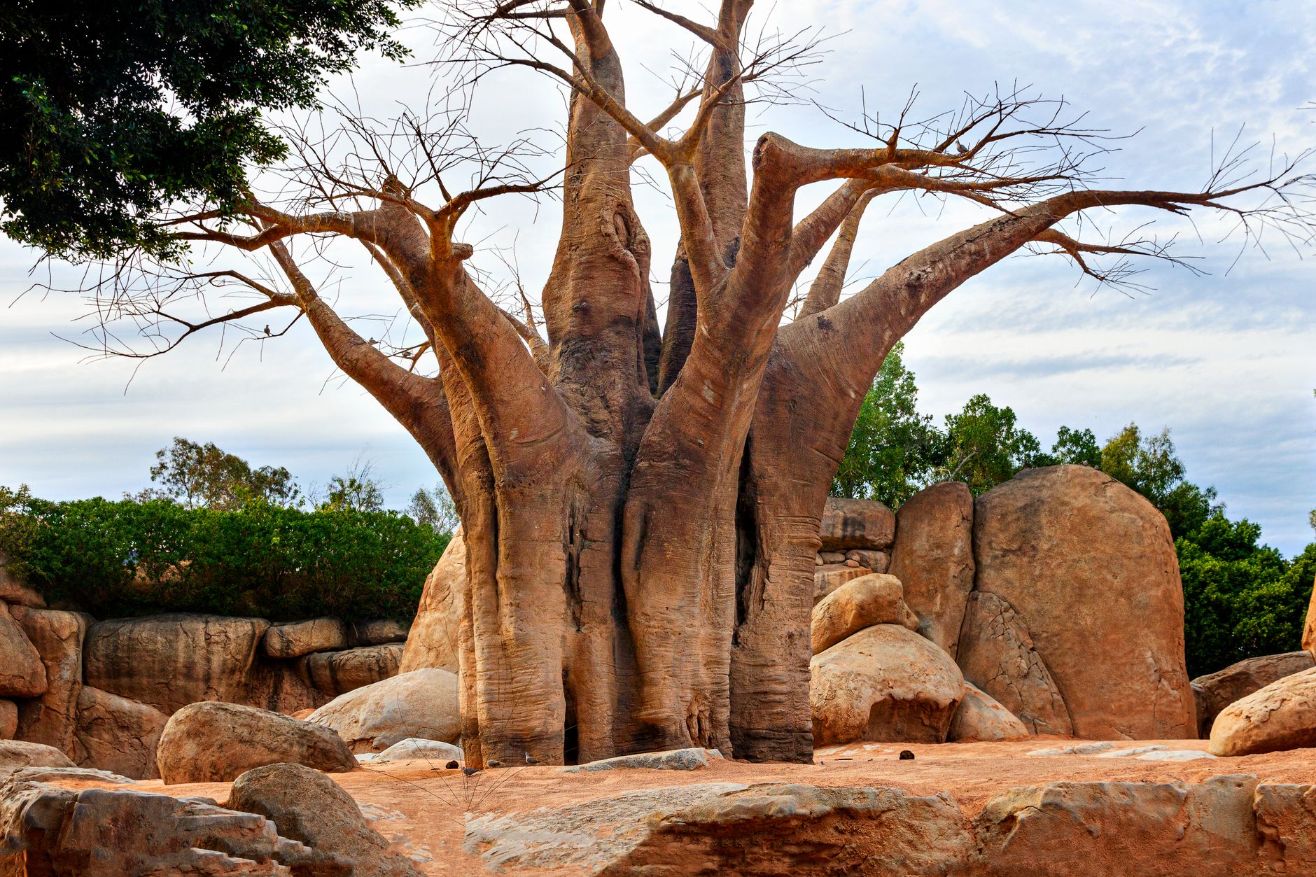 Bioparc Valencia