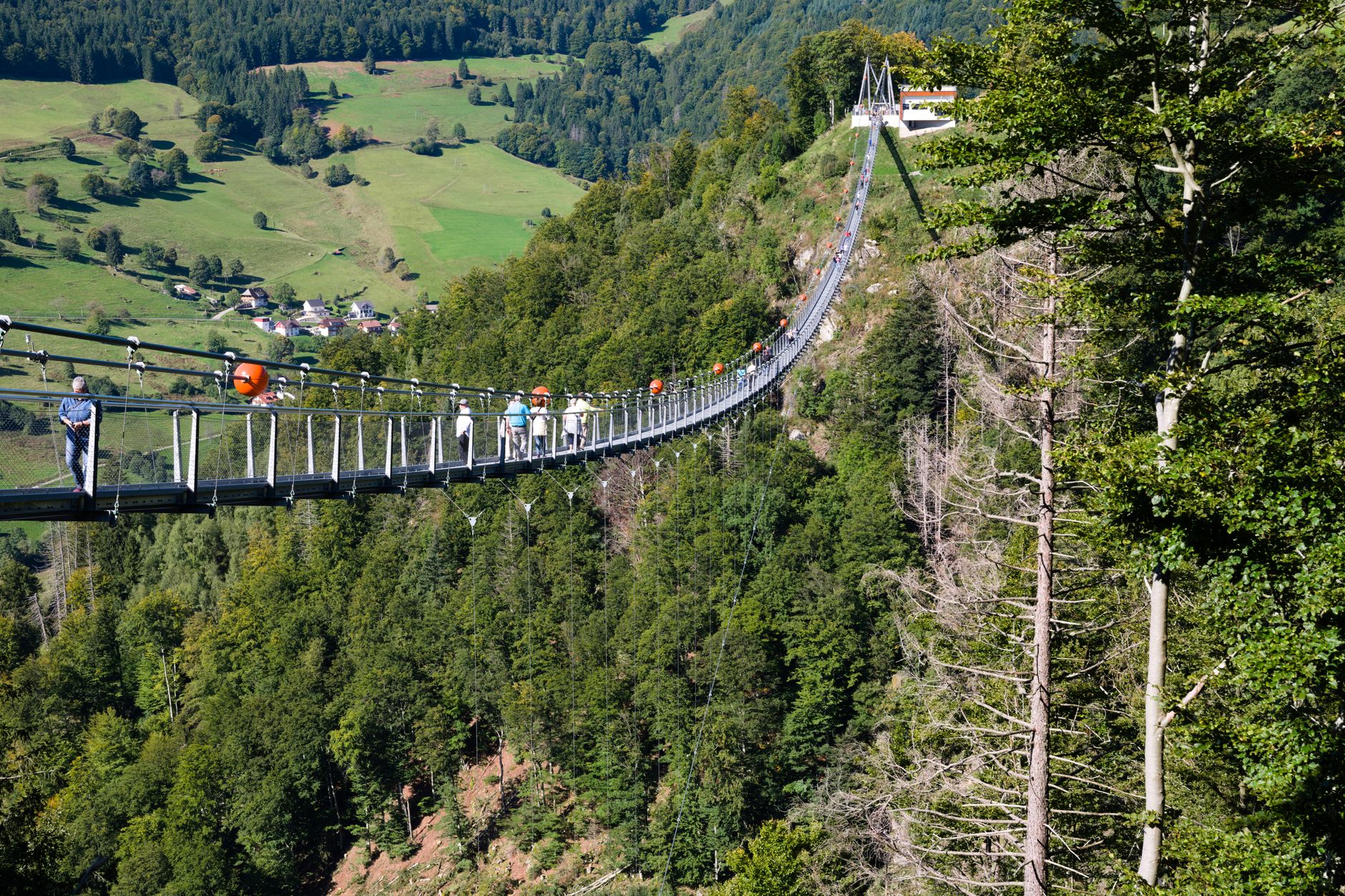 Black Forest
