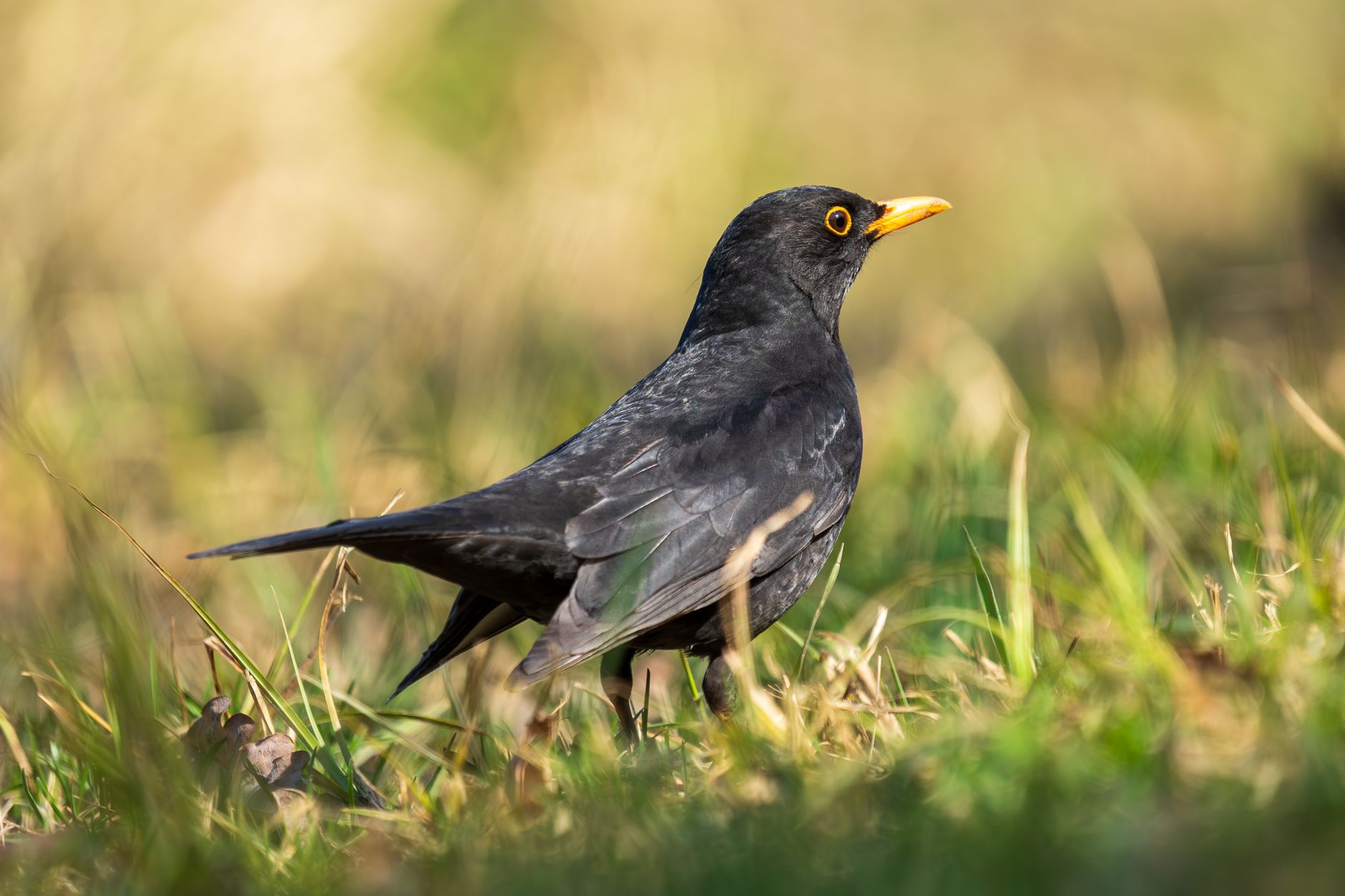 Blackbird Leys