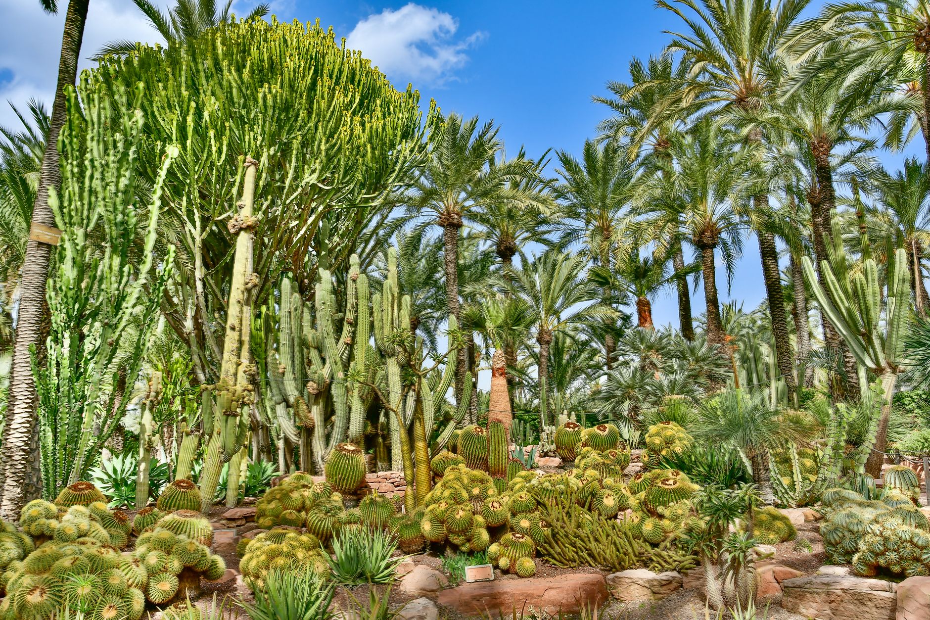 Cactus Garden