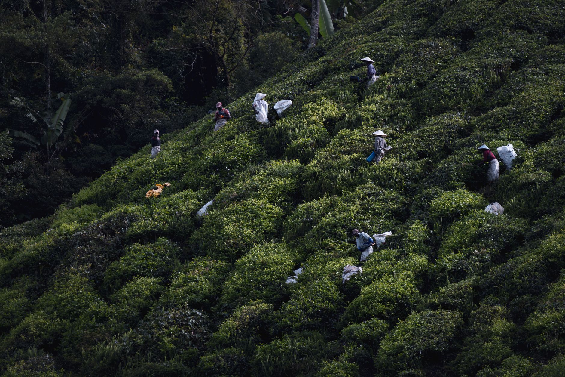 Cameron Highlands