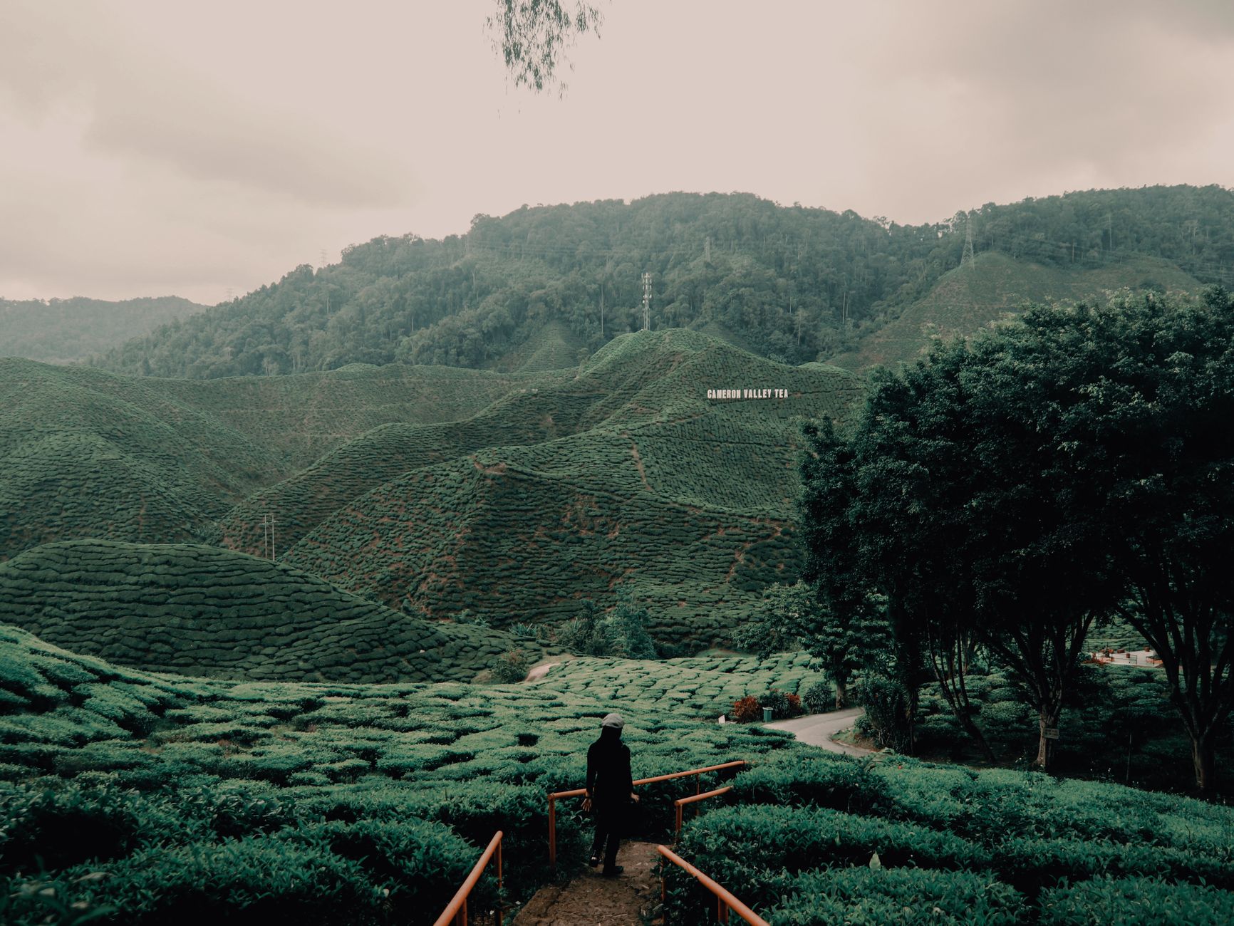 Cameron Highlands