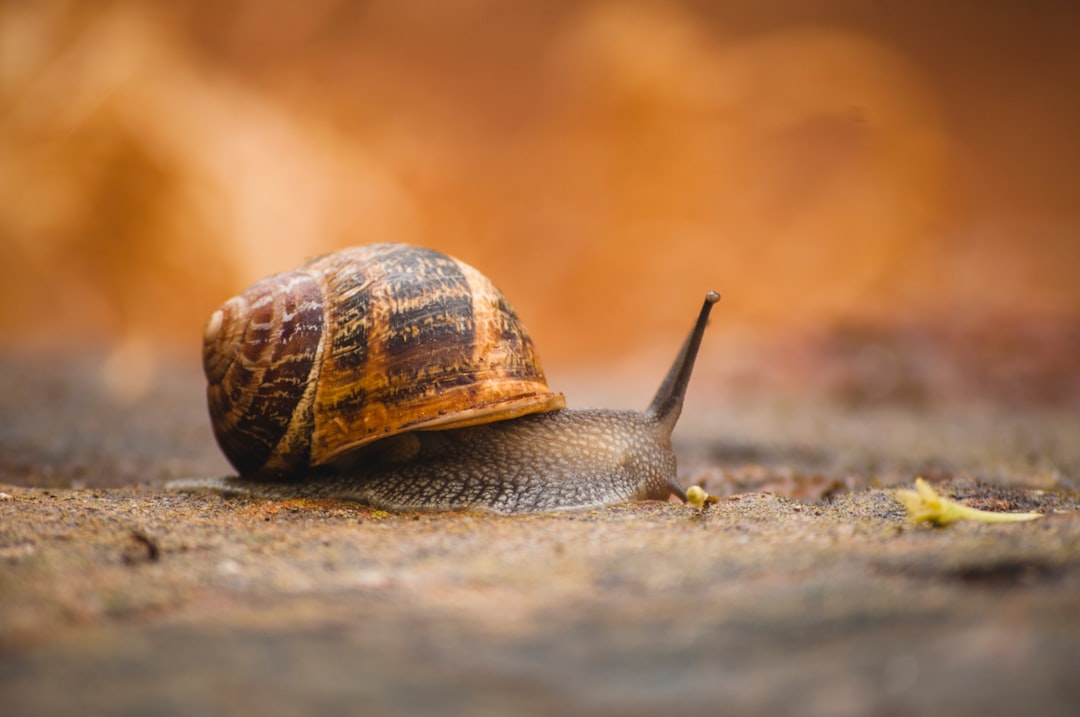 Caracol