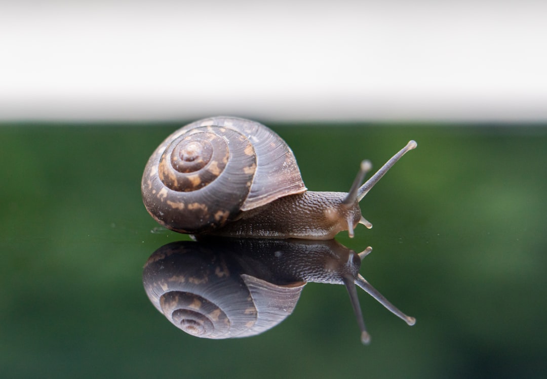 Caracol