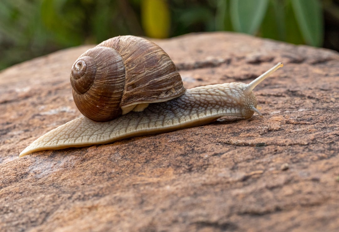 Caracol
