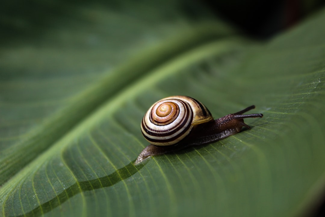 Caracol
