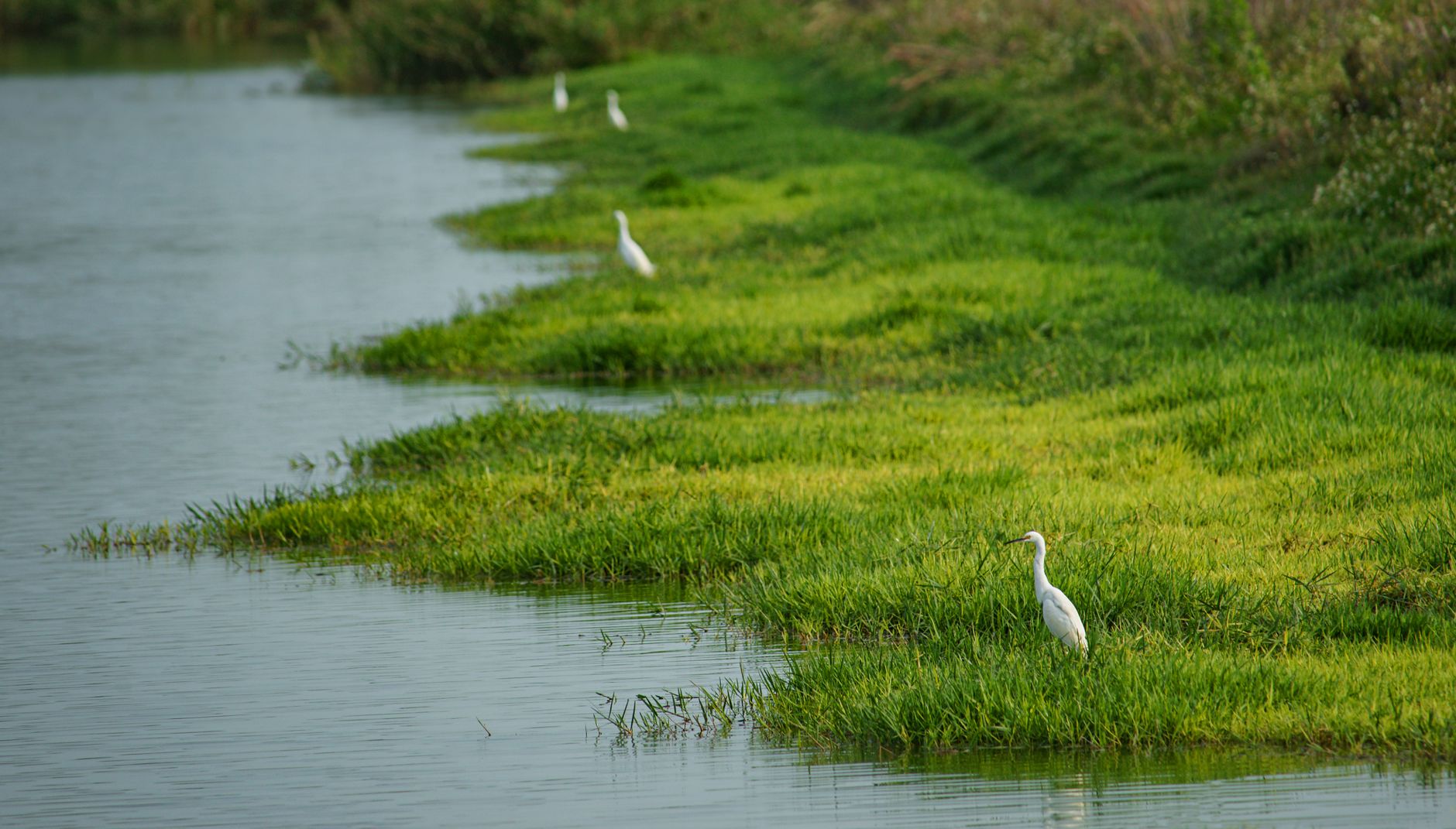 Caroni Bird Sanctuary