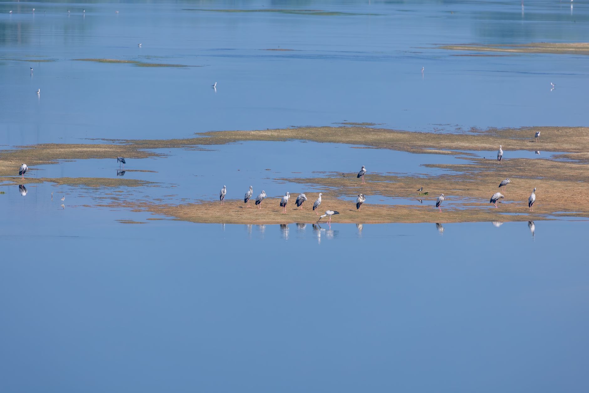 Caroni Bird Sanctuary