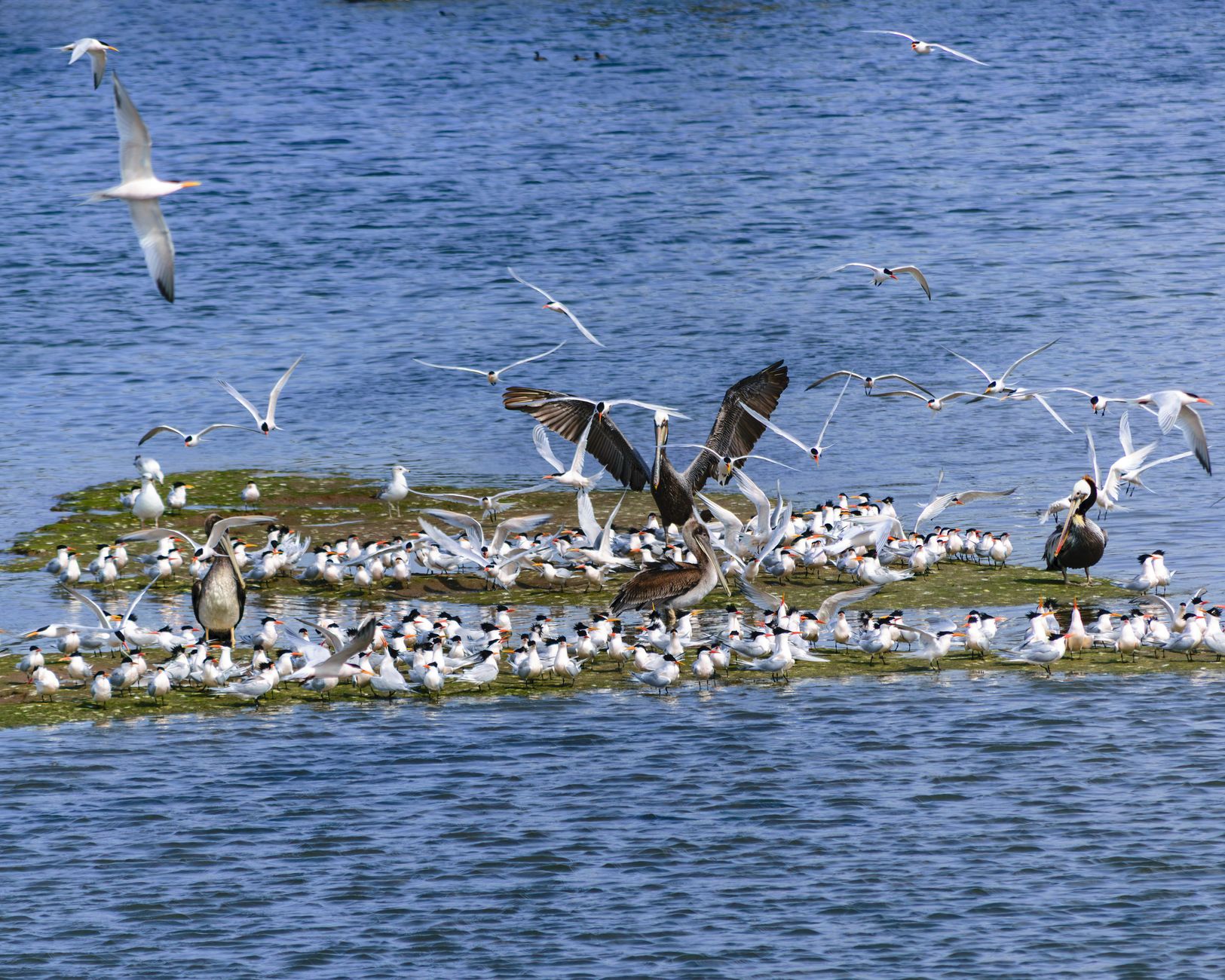 Caroni Bird Sanctuary