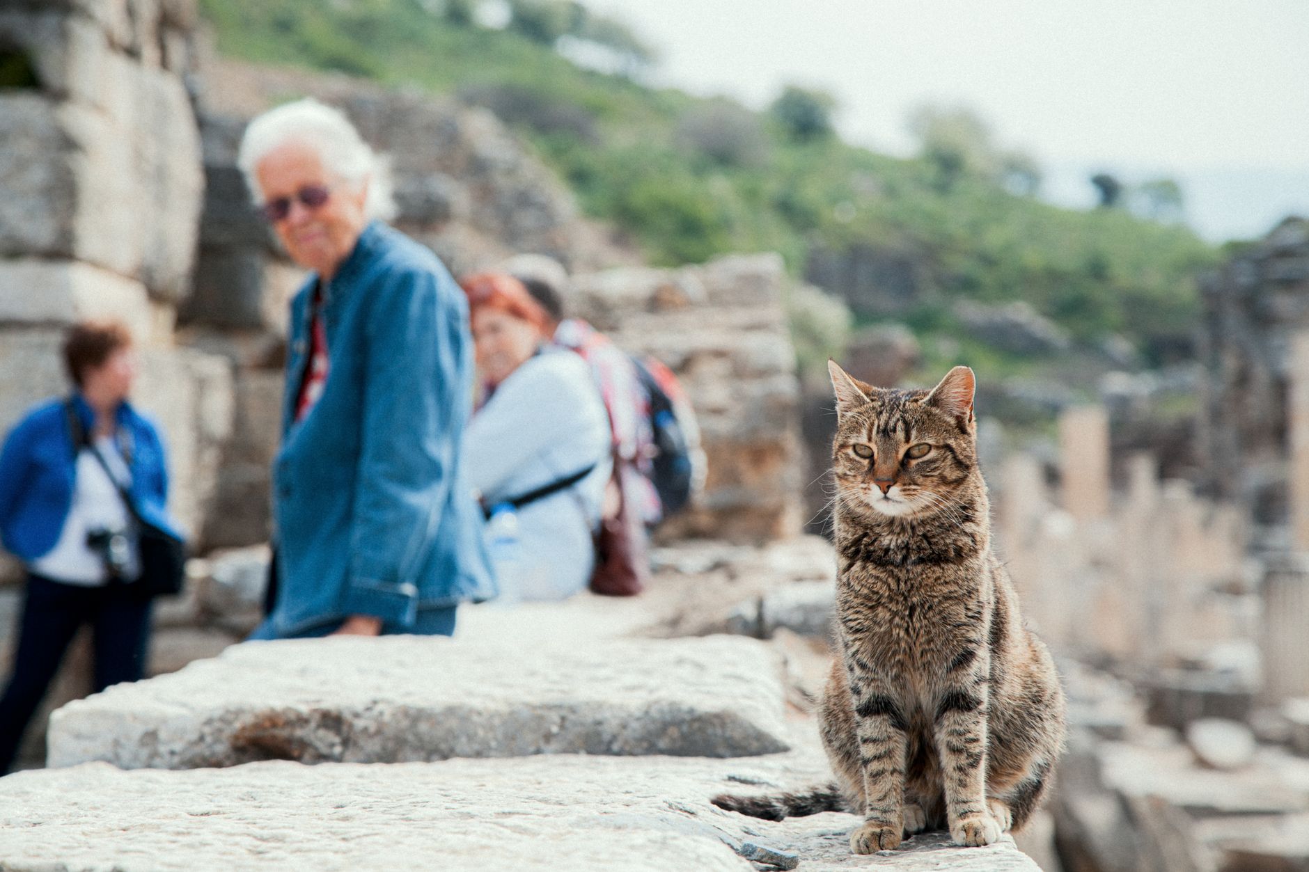 Cat Island