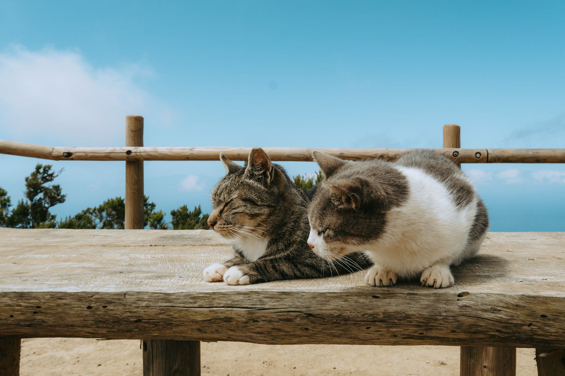 Cat Island