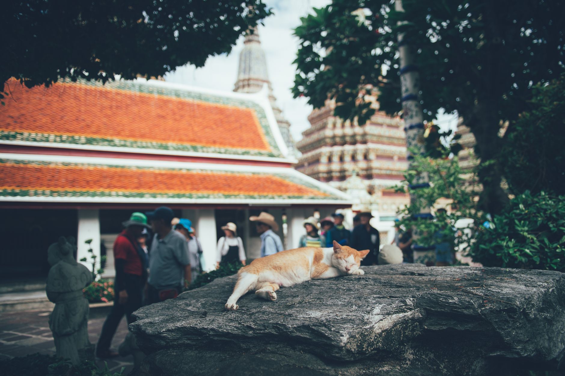 Cat Island