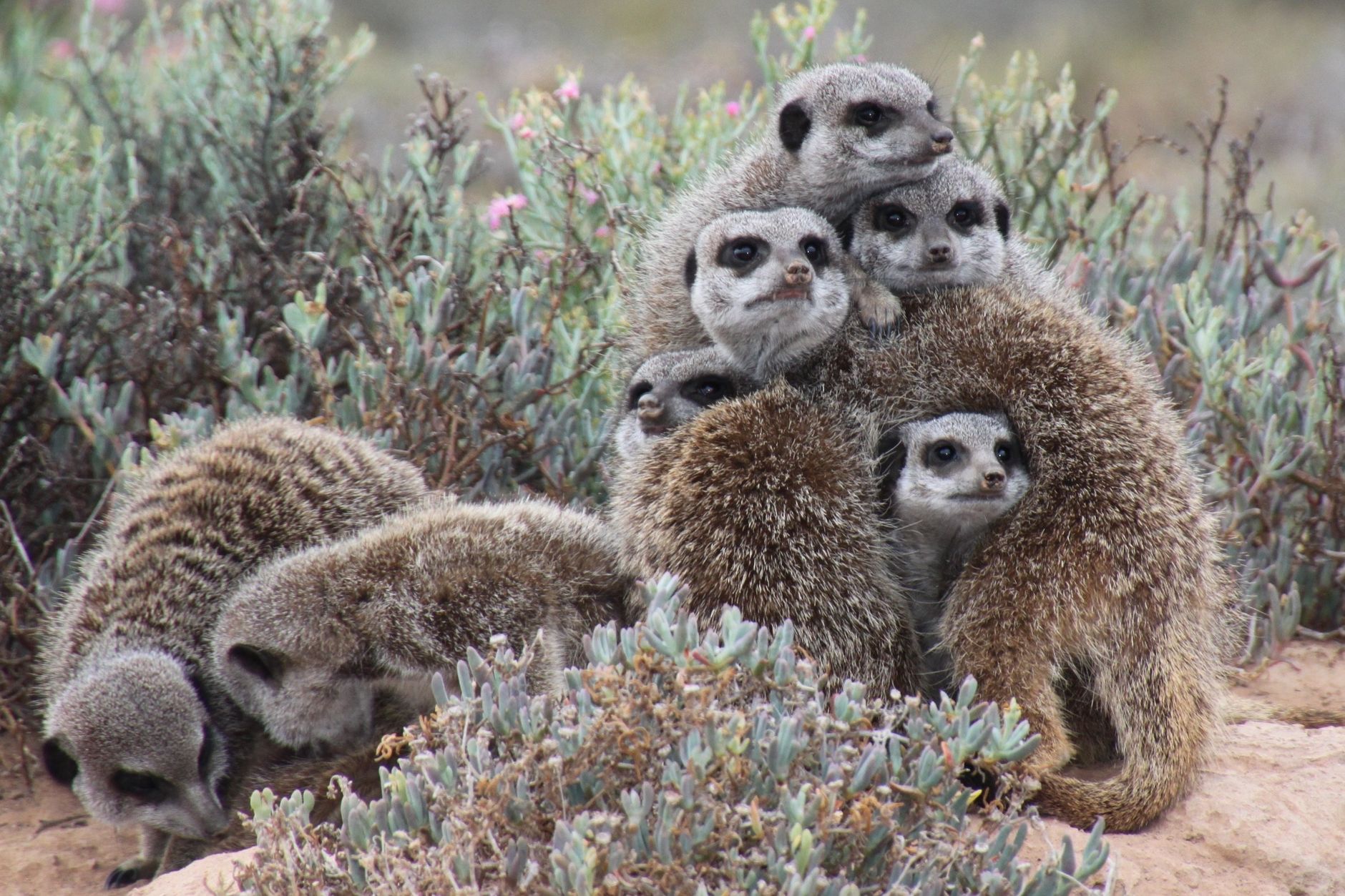 Central Kalahari Game Reserve