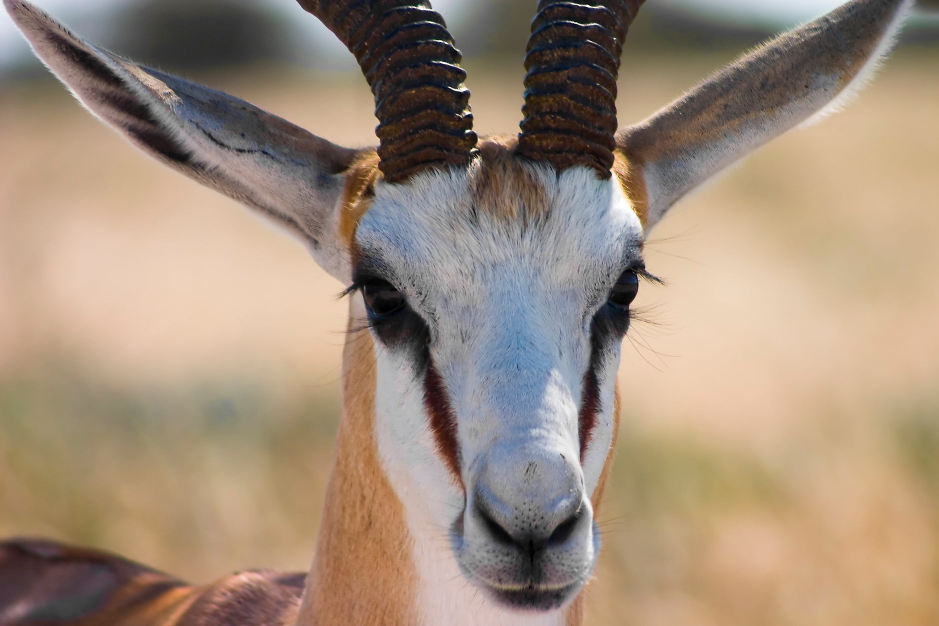 Central Kalahari Game Reserve