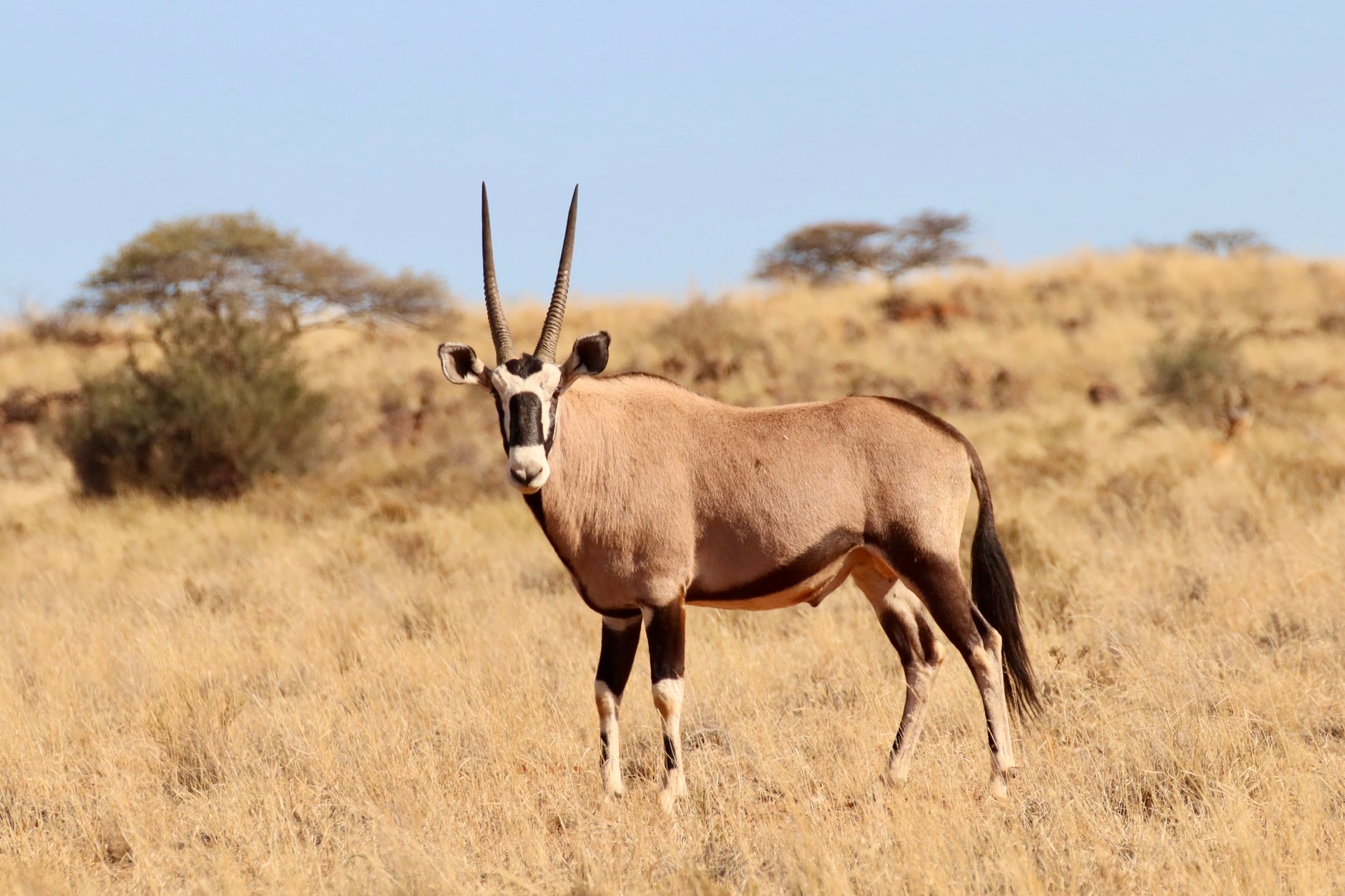 Central Kalahari Game Reserve