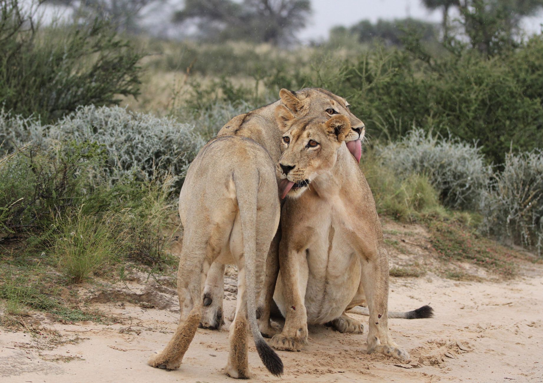 Central Kalahari Game Reserve