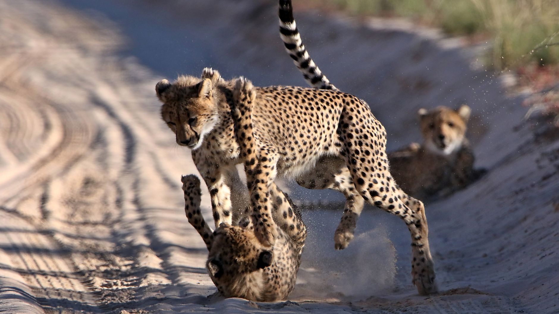 Central Kalahari Game Reserve
