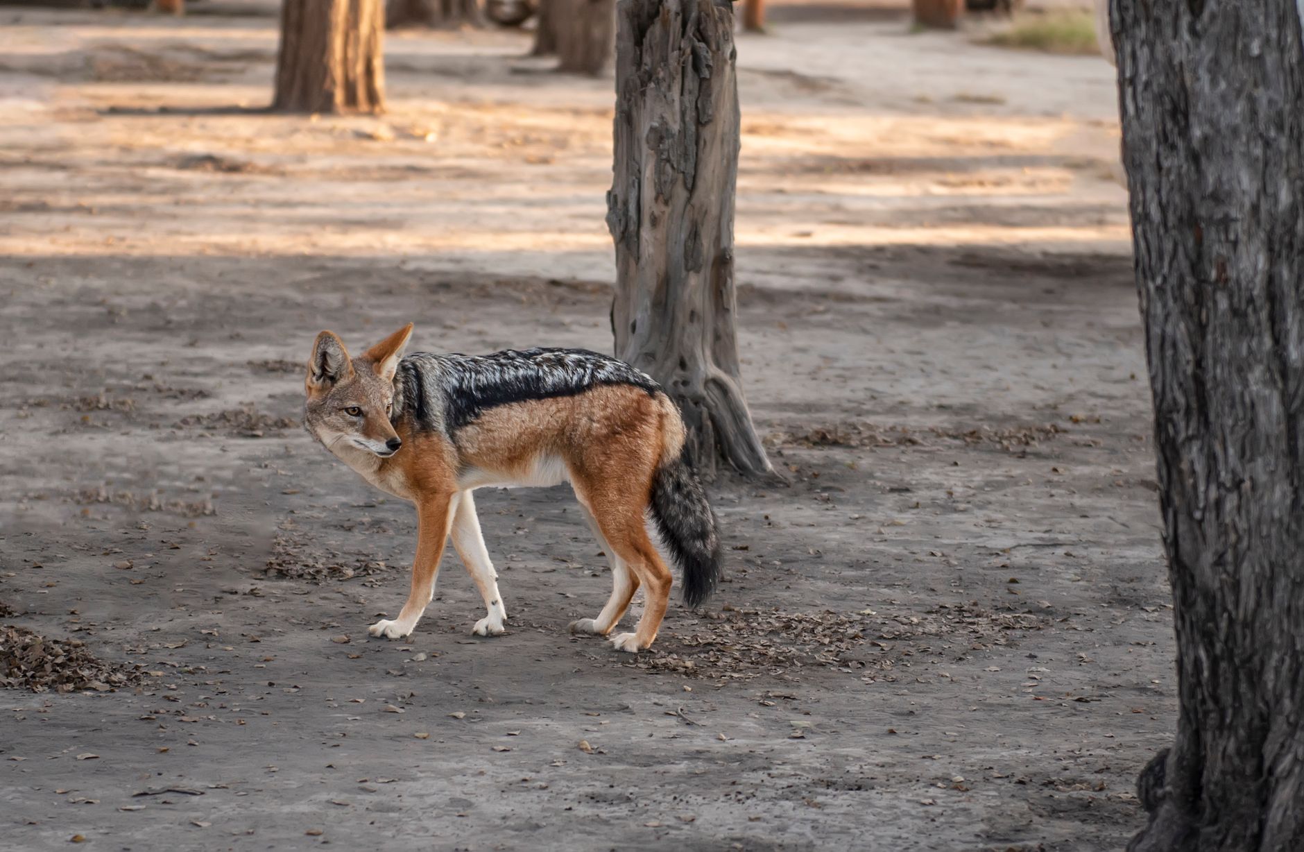 Chobe National Park